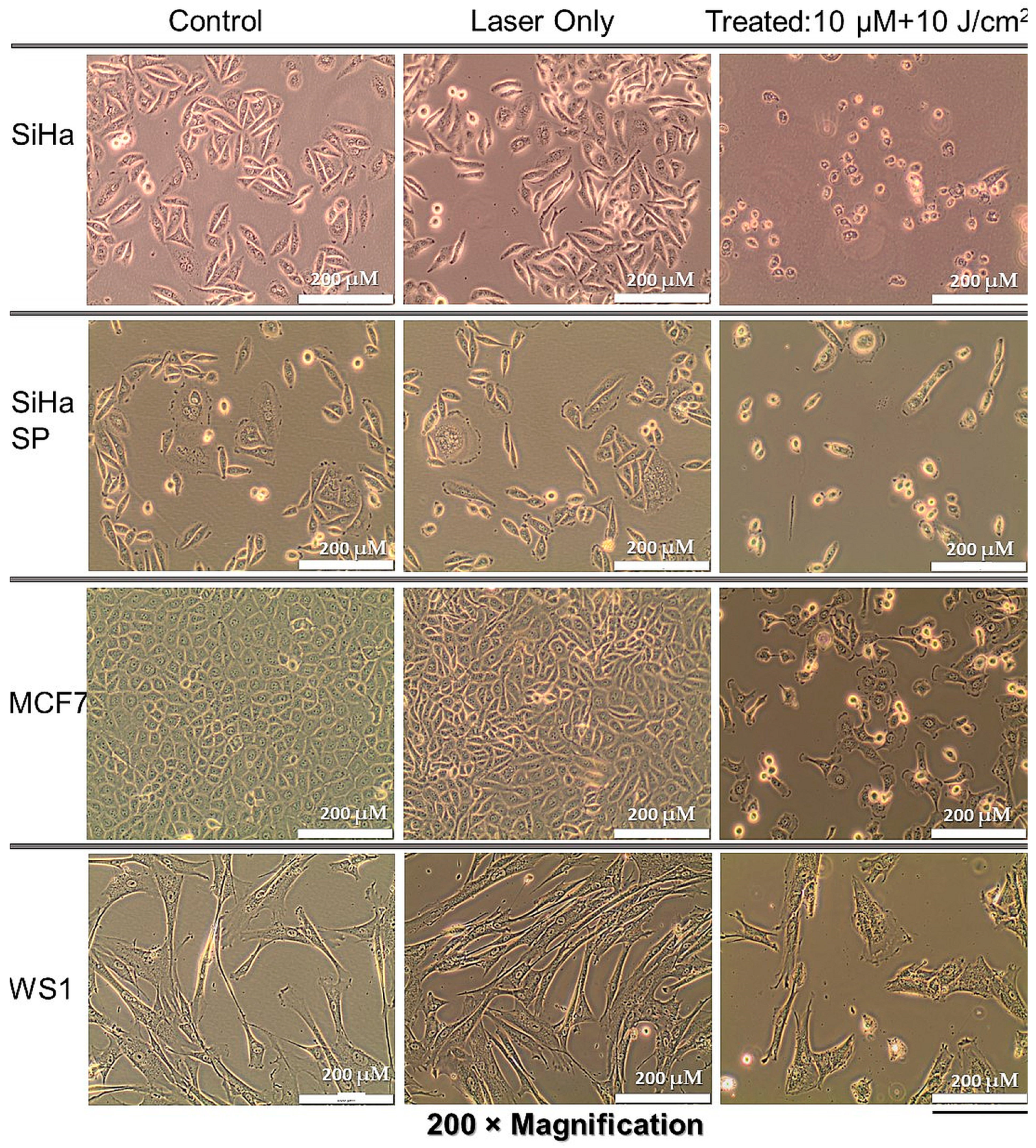 Molecules 28 00647 g005