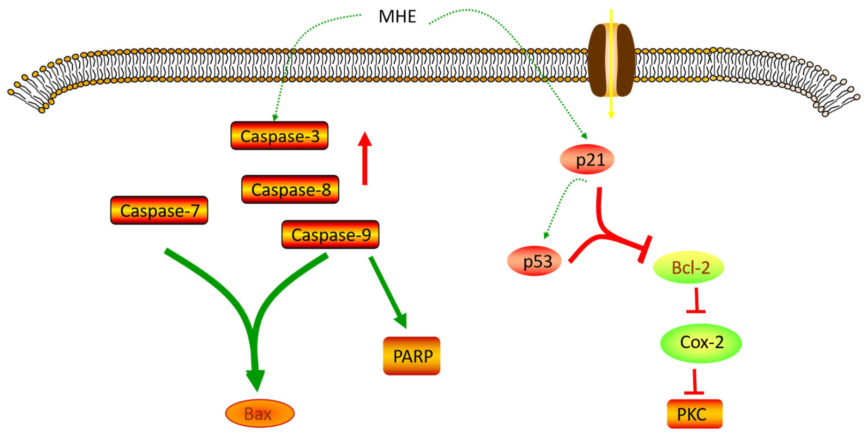 Molecules 28 00658 g003
