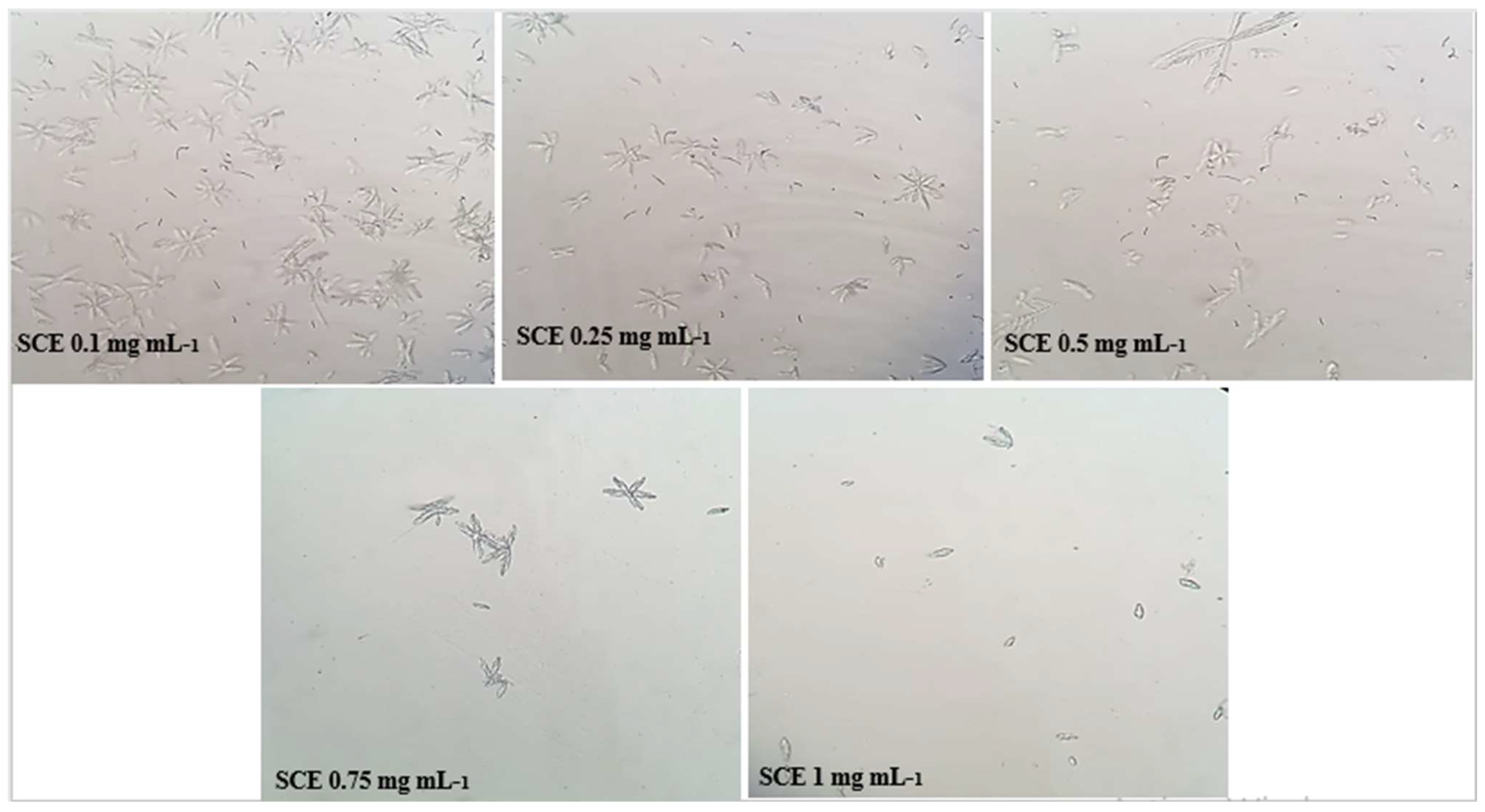 Molecules 28 00667 g002 Molecules 28 00667 g002