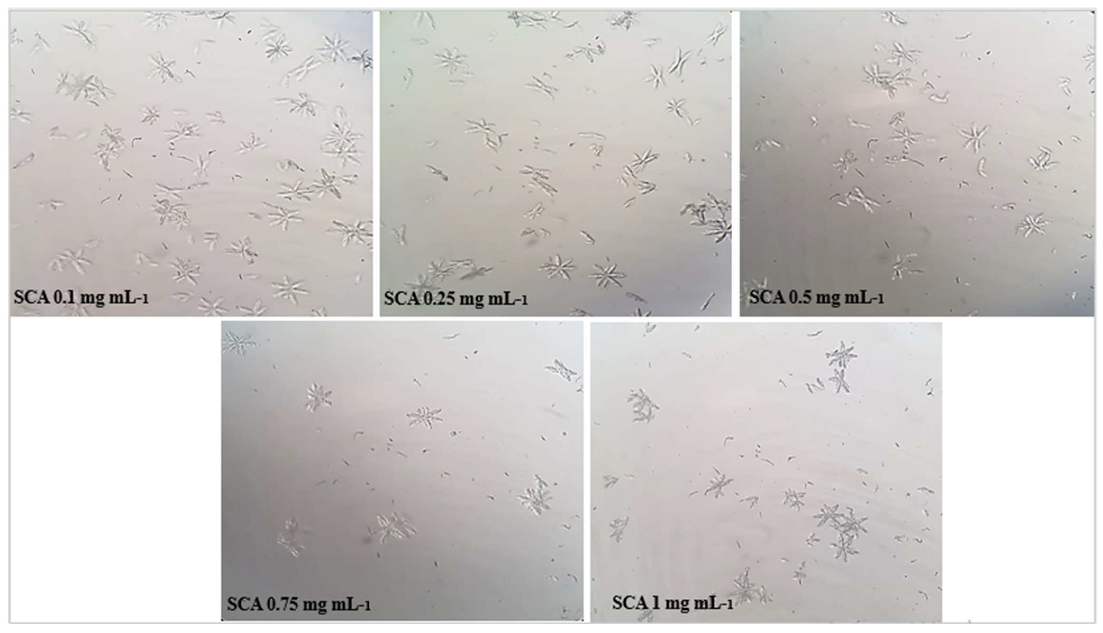 Molecules 28 00667 g003 Molecules 28 00667 g003