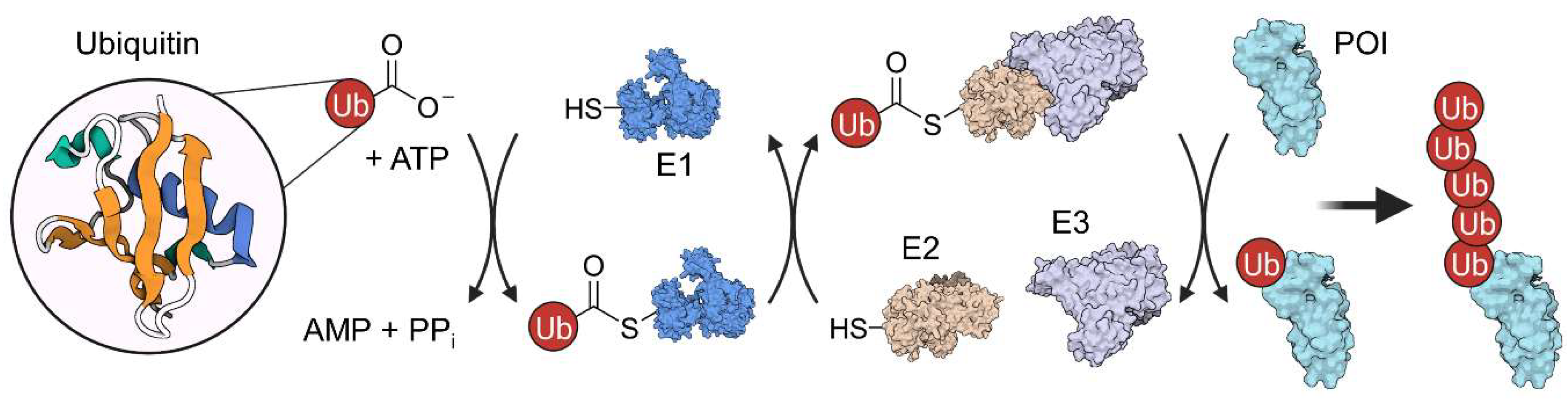 Molecules 28 00690 g003 Molecules 28 00690 g003
