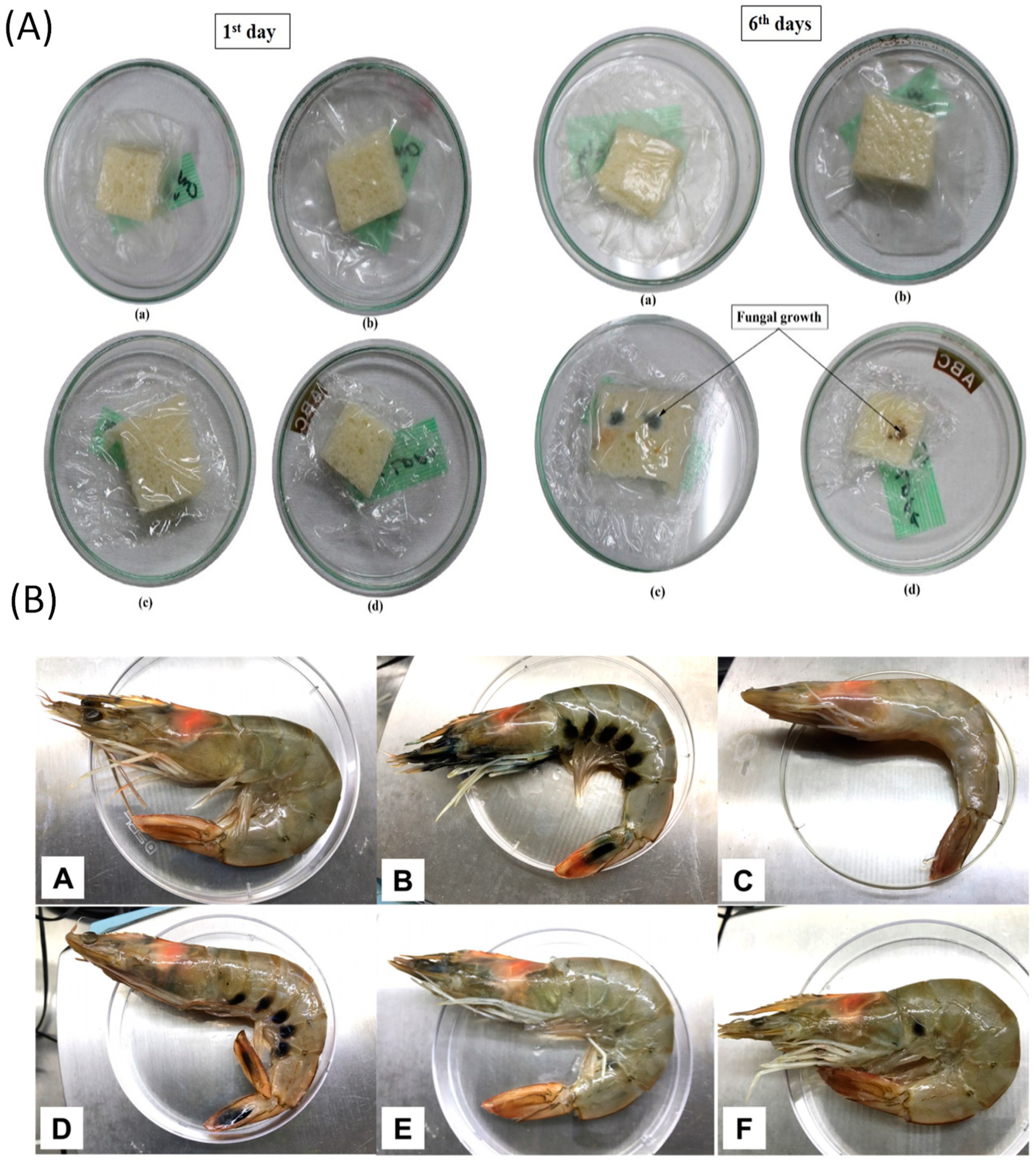 Molecules 28 00730 g004