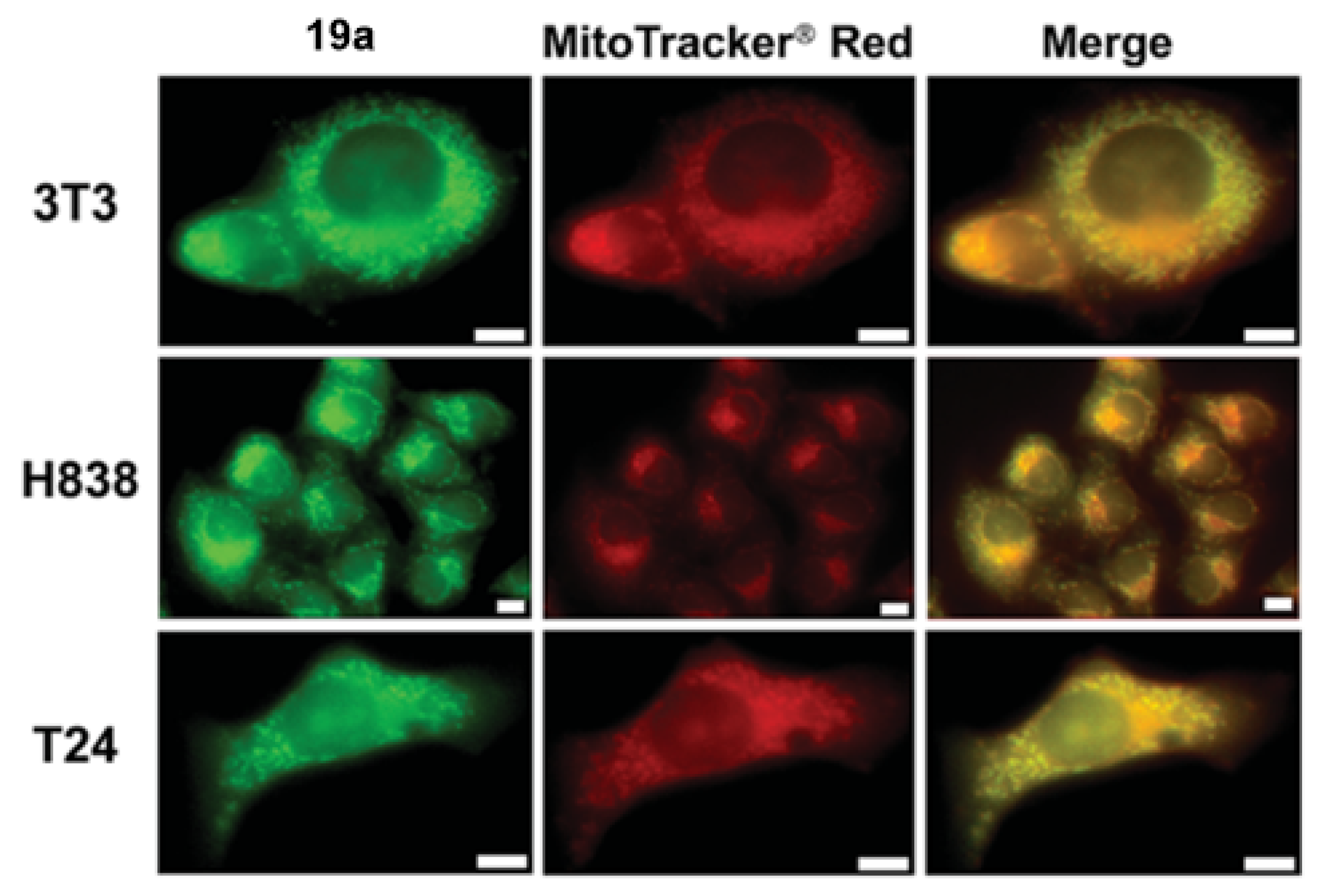 Molecules 28 00733 g016 Molecules 28 00733 g016
