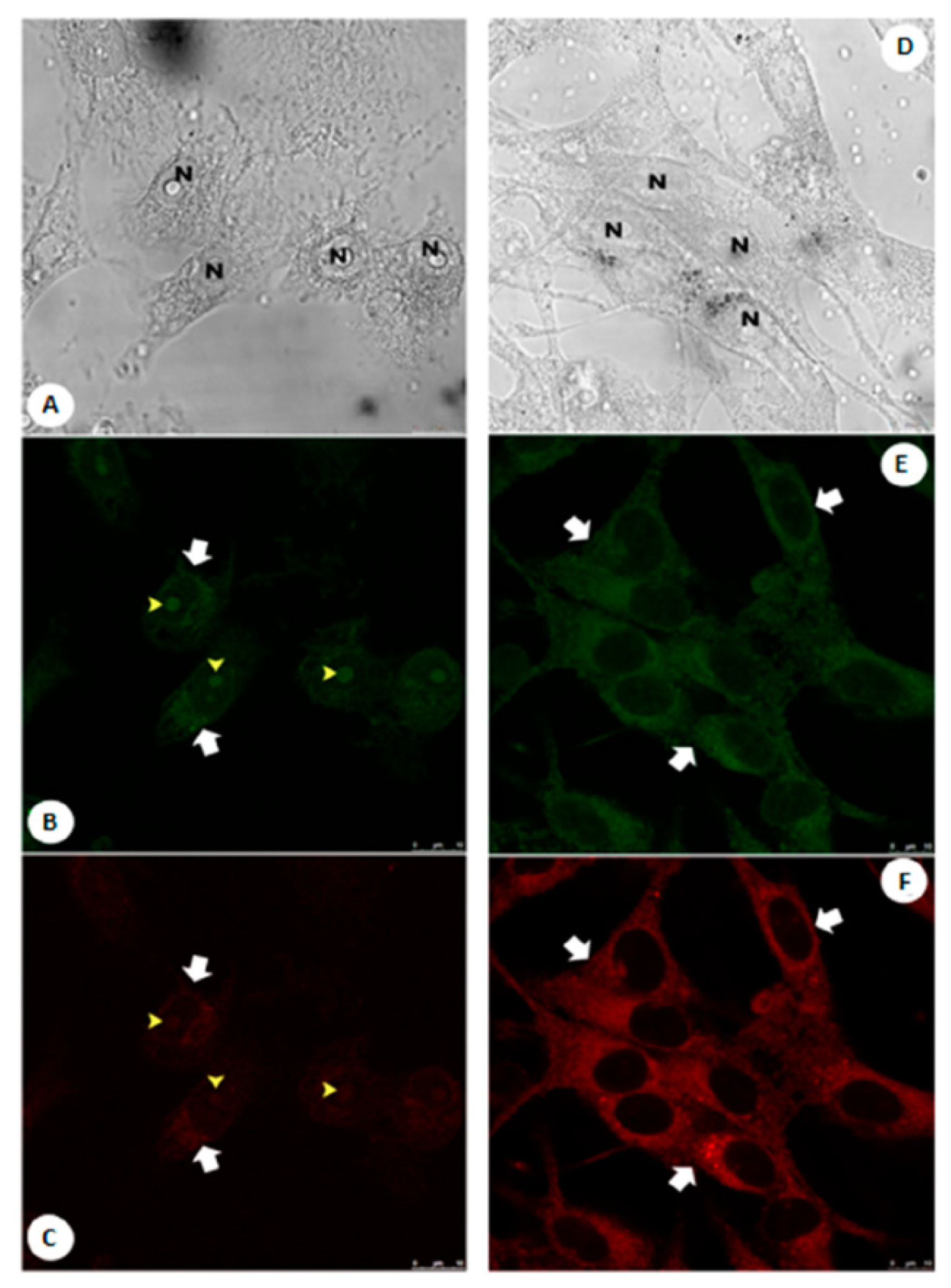 Molecules 28 00733 g022 Molecules 28 00733 g022