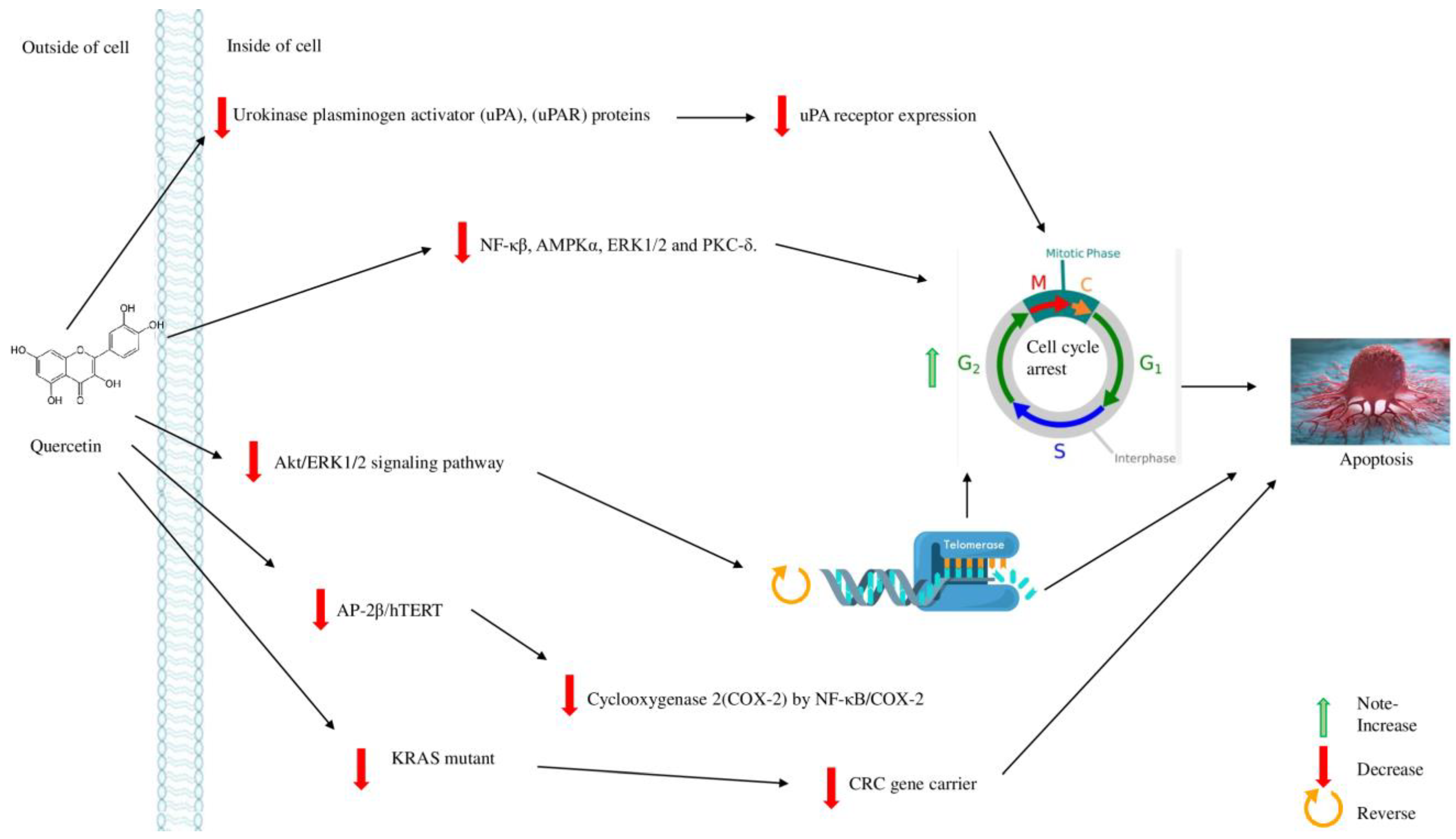 Molecules 28 00750 g004 Molecules 28 00750 g004