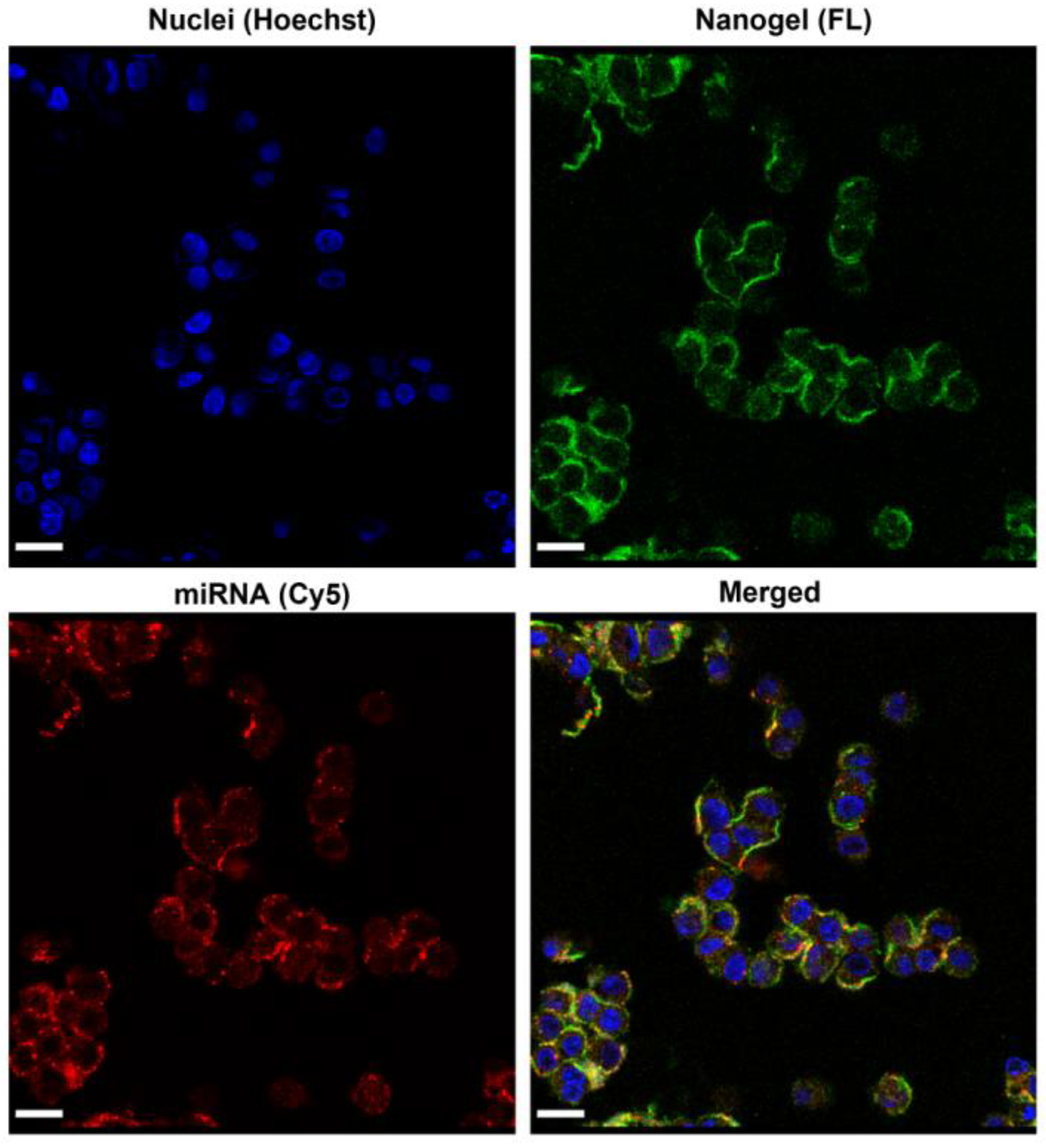 Molecules 28 00761 g006 Molecules 28 00761 g006