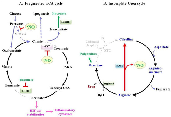 Involvement of Nitric Oxide in Protecting against Radical Species and ...
