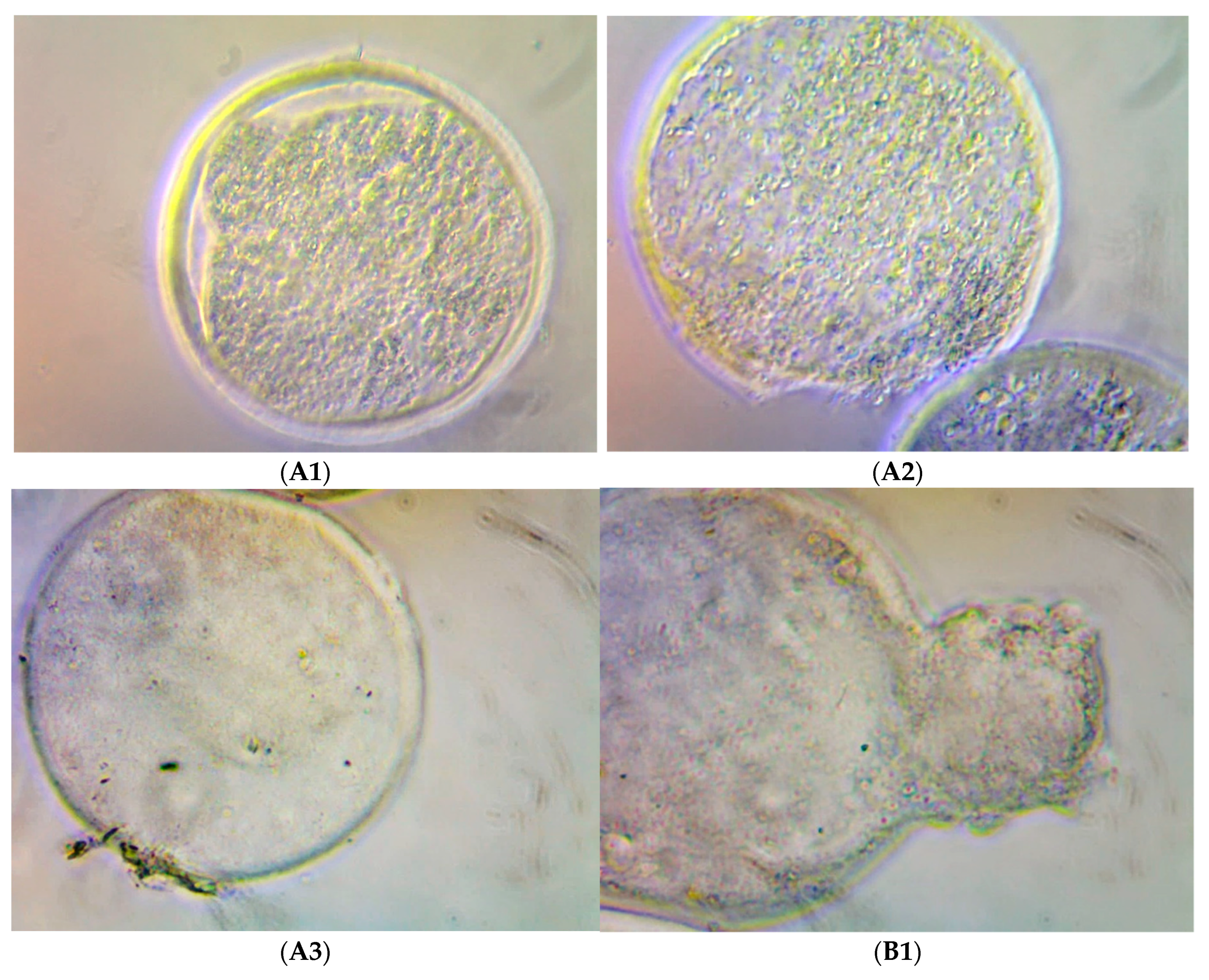 Molecules 28 00859 g003
