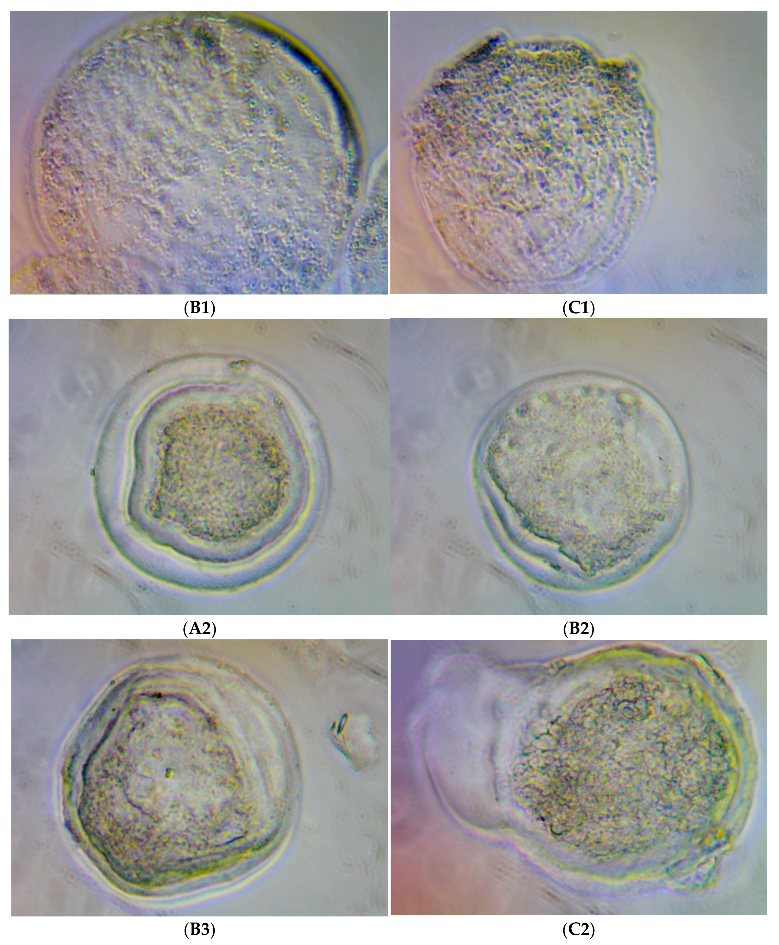 Molecules 28 00859 g004