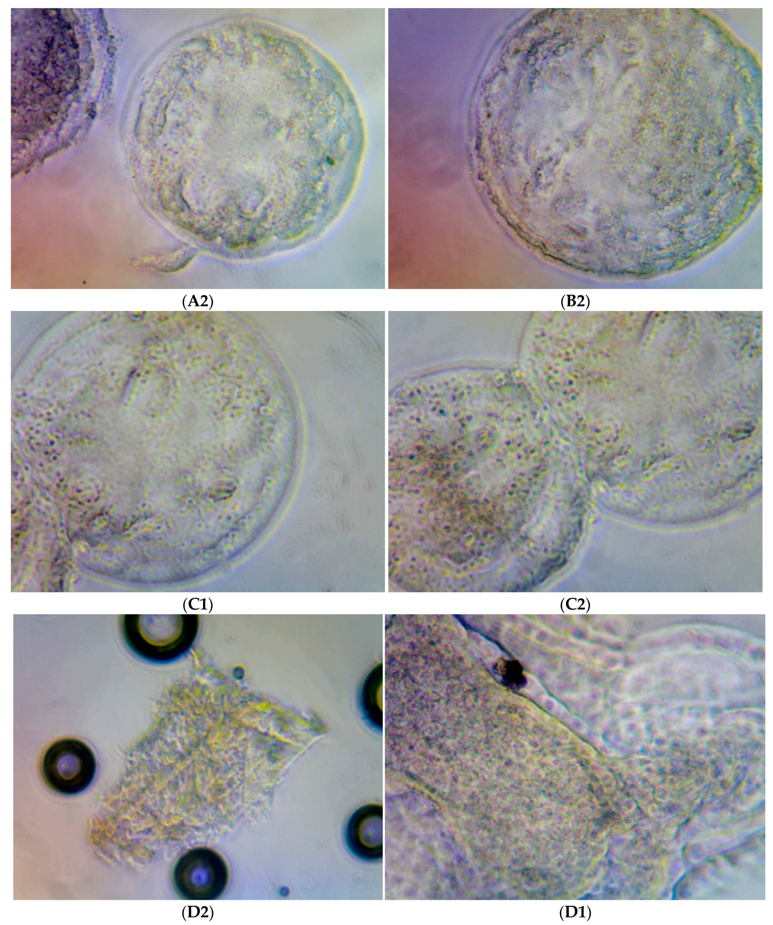 Molecules 28 00859 g005