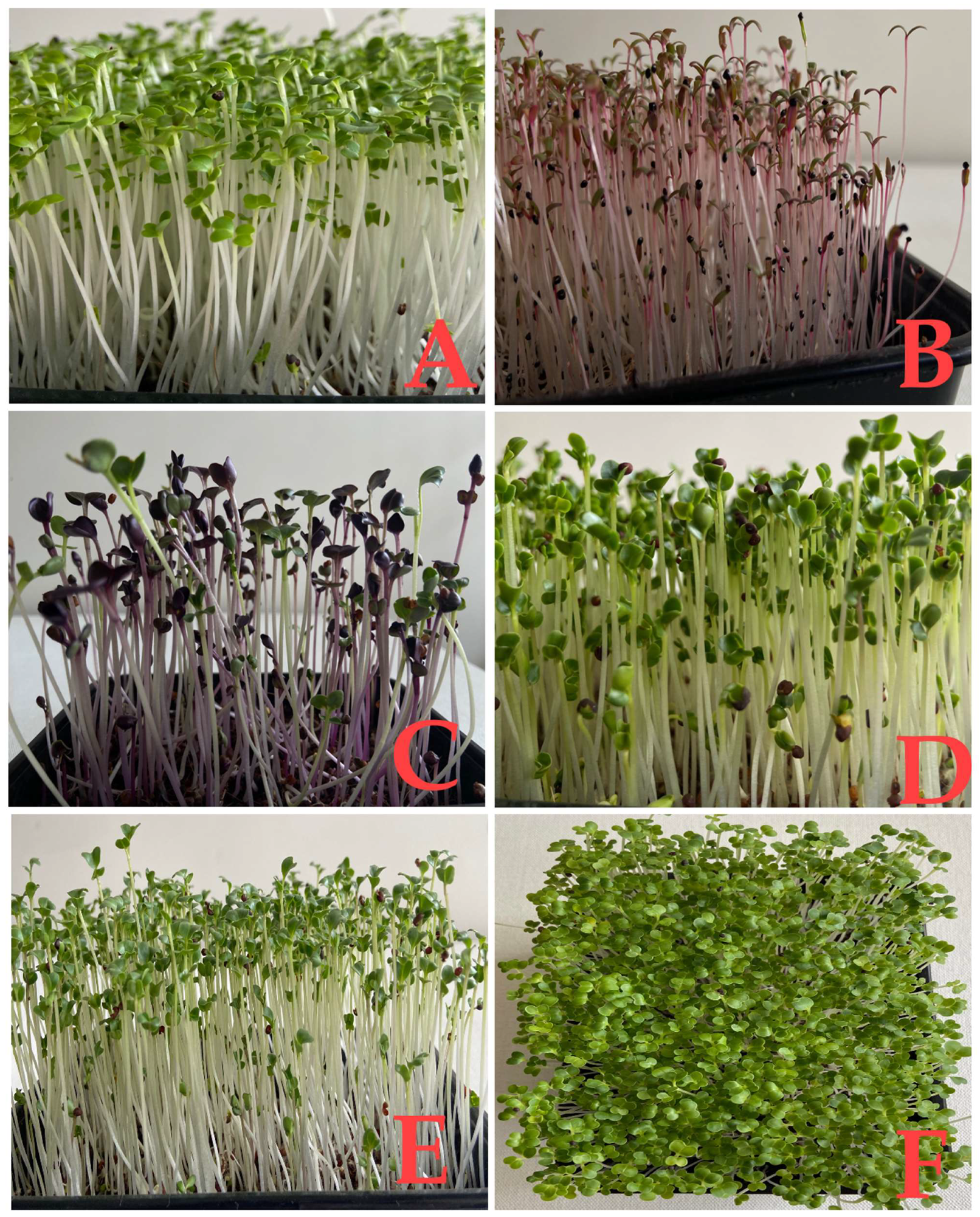 Molecules 28 00867 g001