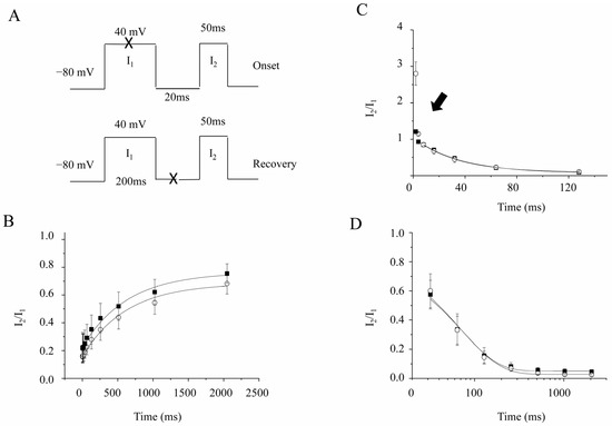 ばりかた　JB-2 + EP Bst TA.effects Tora-Max® Electric Walkie Pallet Jack