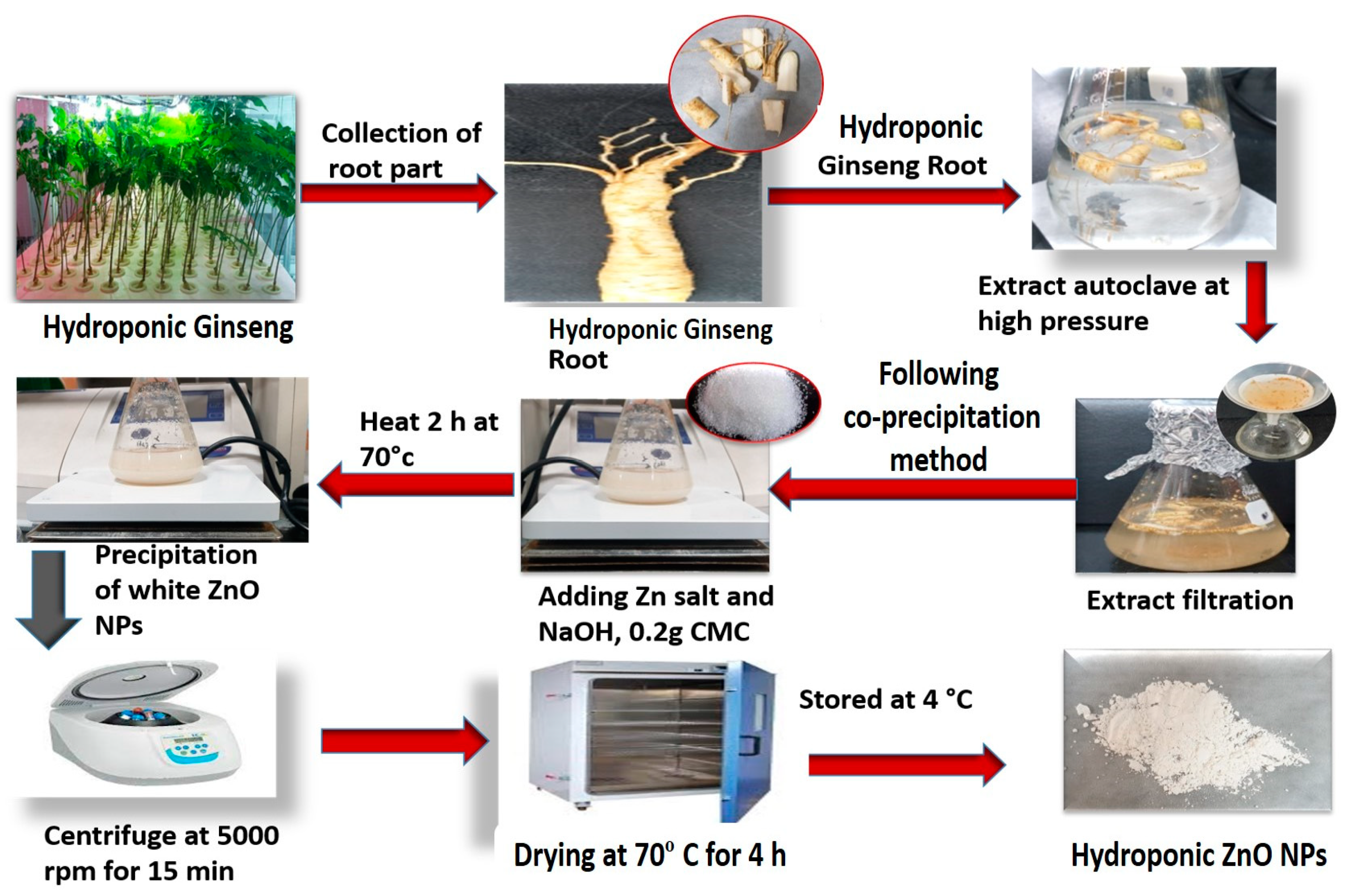Molecules 28 00906 g010 Molecules 28 00906 g010