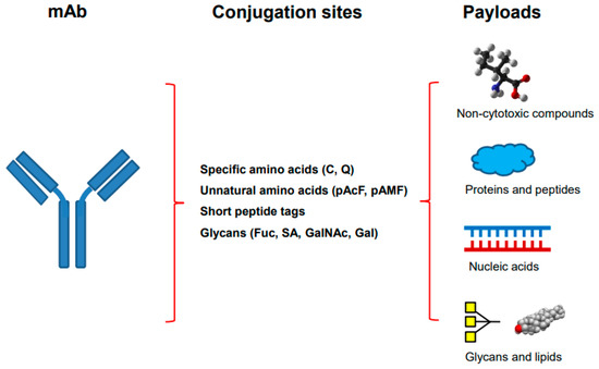 Site-Specific Antibody Conjugation with Payloads beyond Site-Specific Antibody Conjugation with Payloads beyond