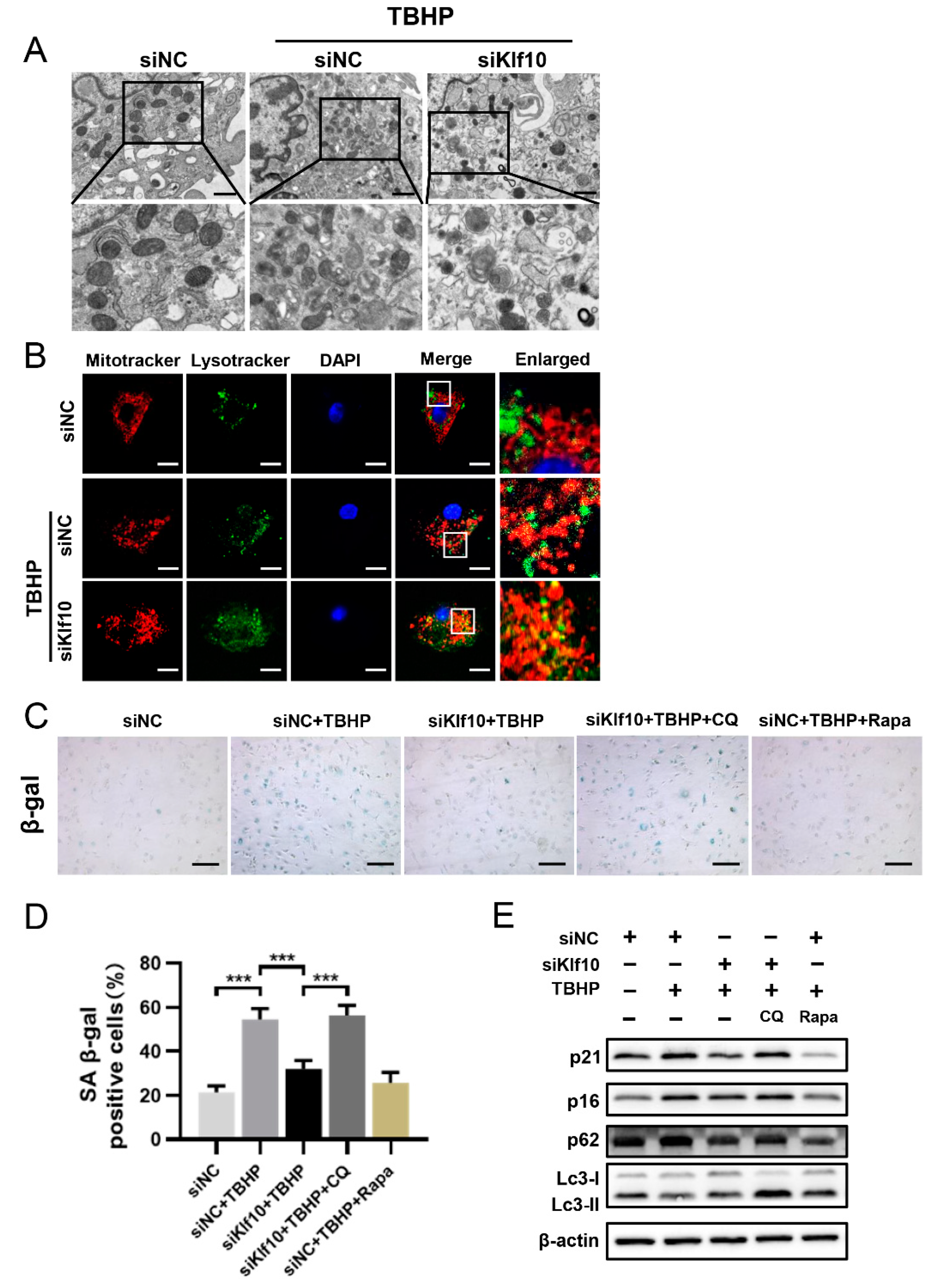 Molecules 28 00924 g004