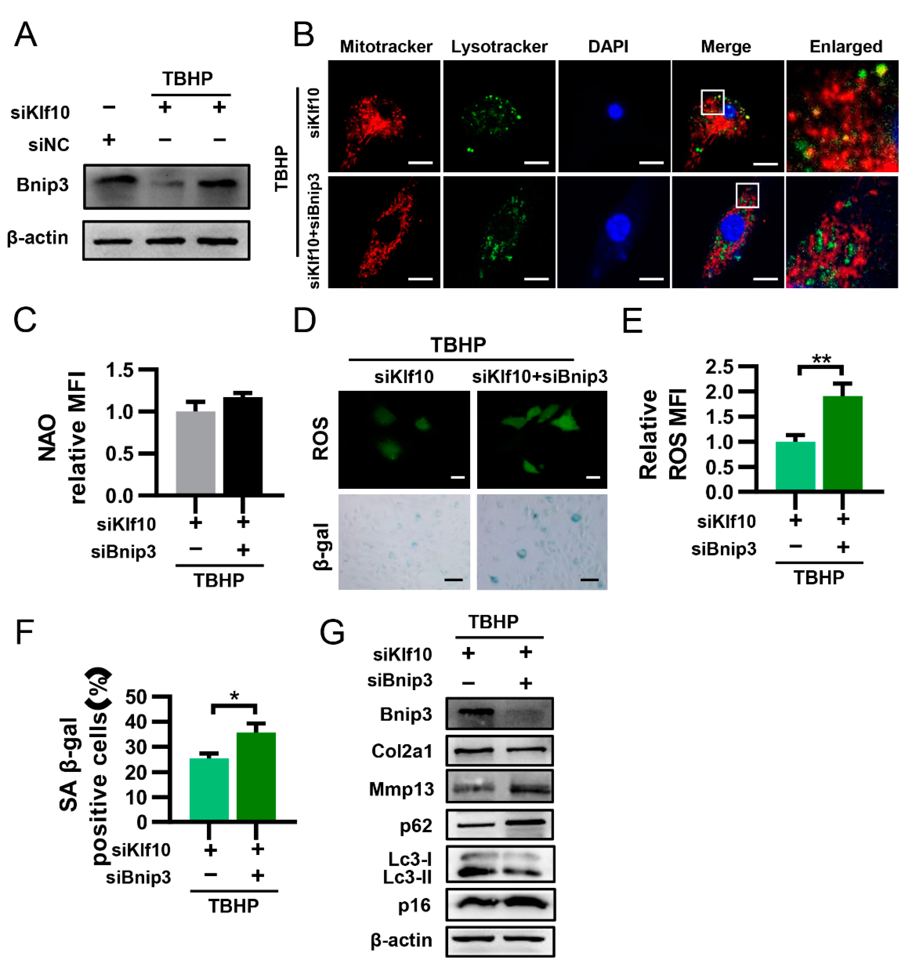 Molecules 28 00924 g005