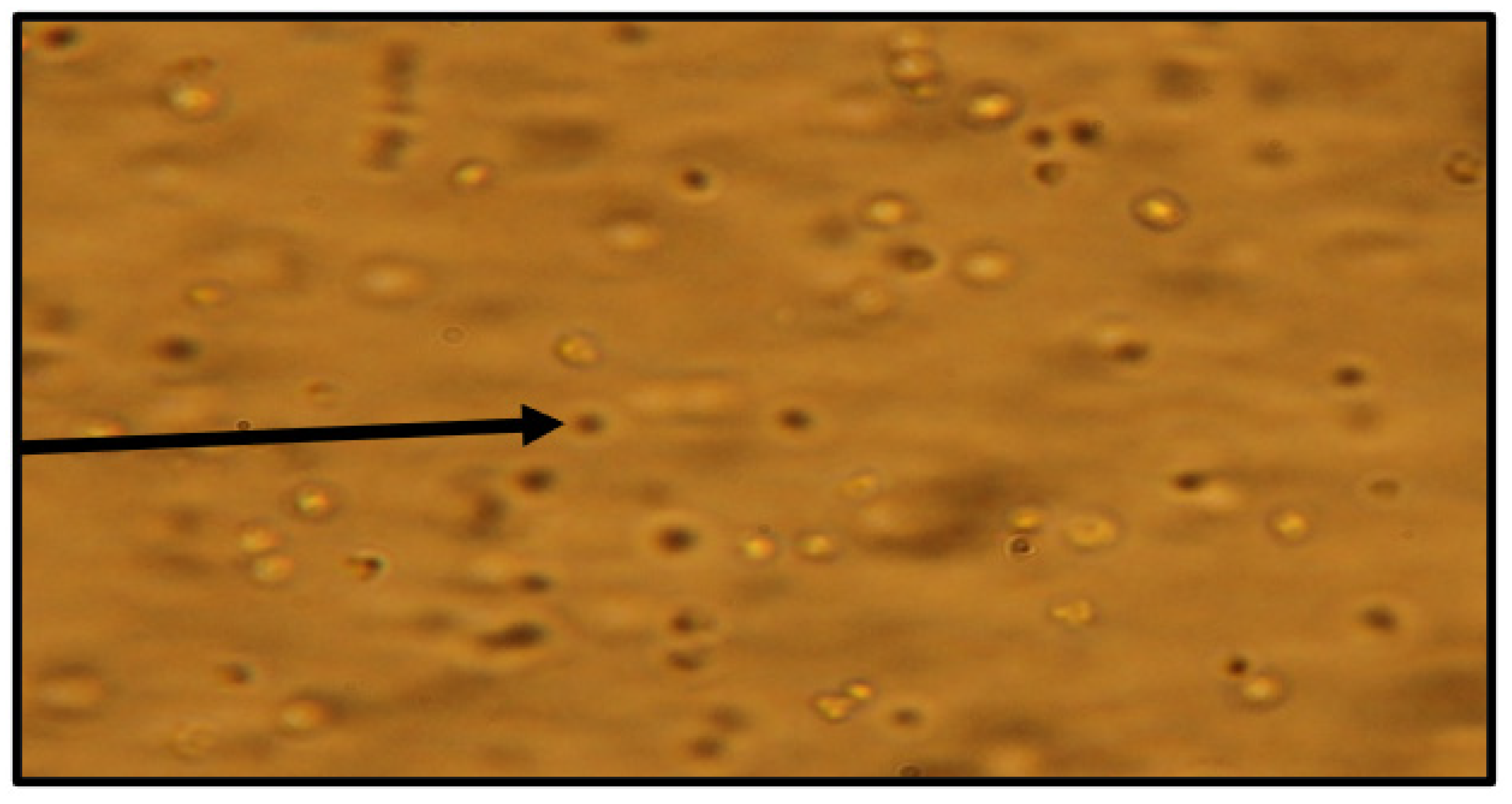 Molecules 28 00946 g011 Molecules 28 00946 g011
