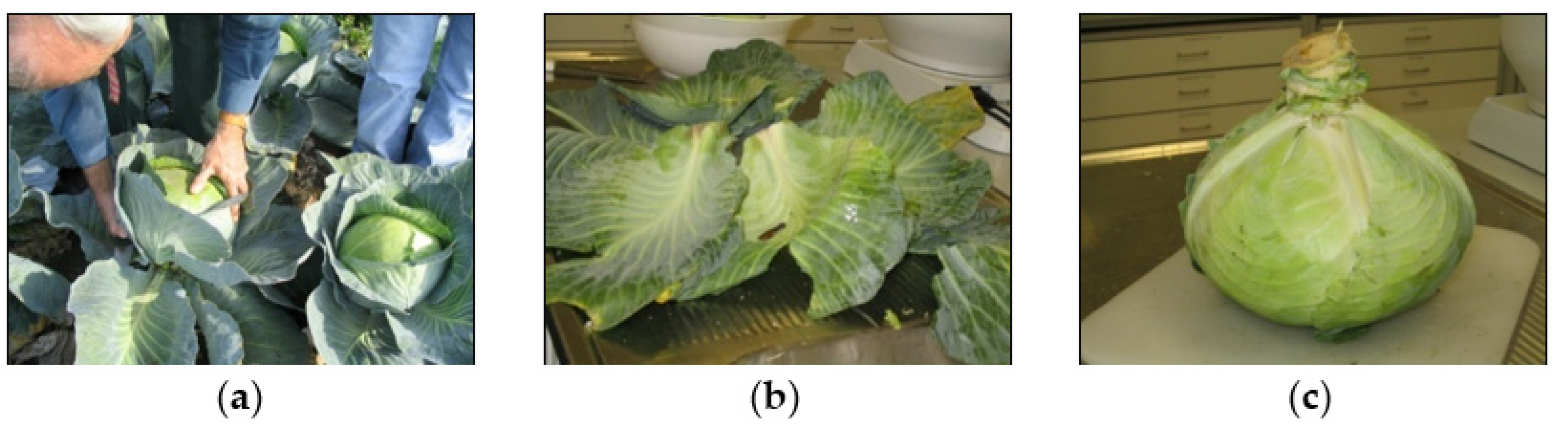 Molecules 28 00954 g001 Molecules 28 00954 g001