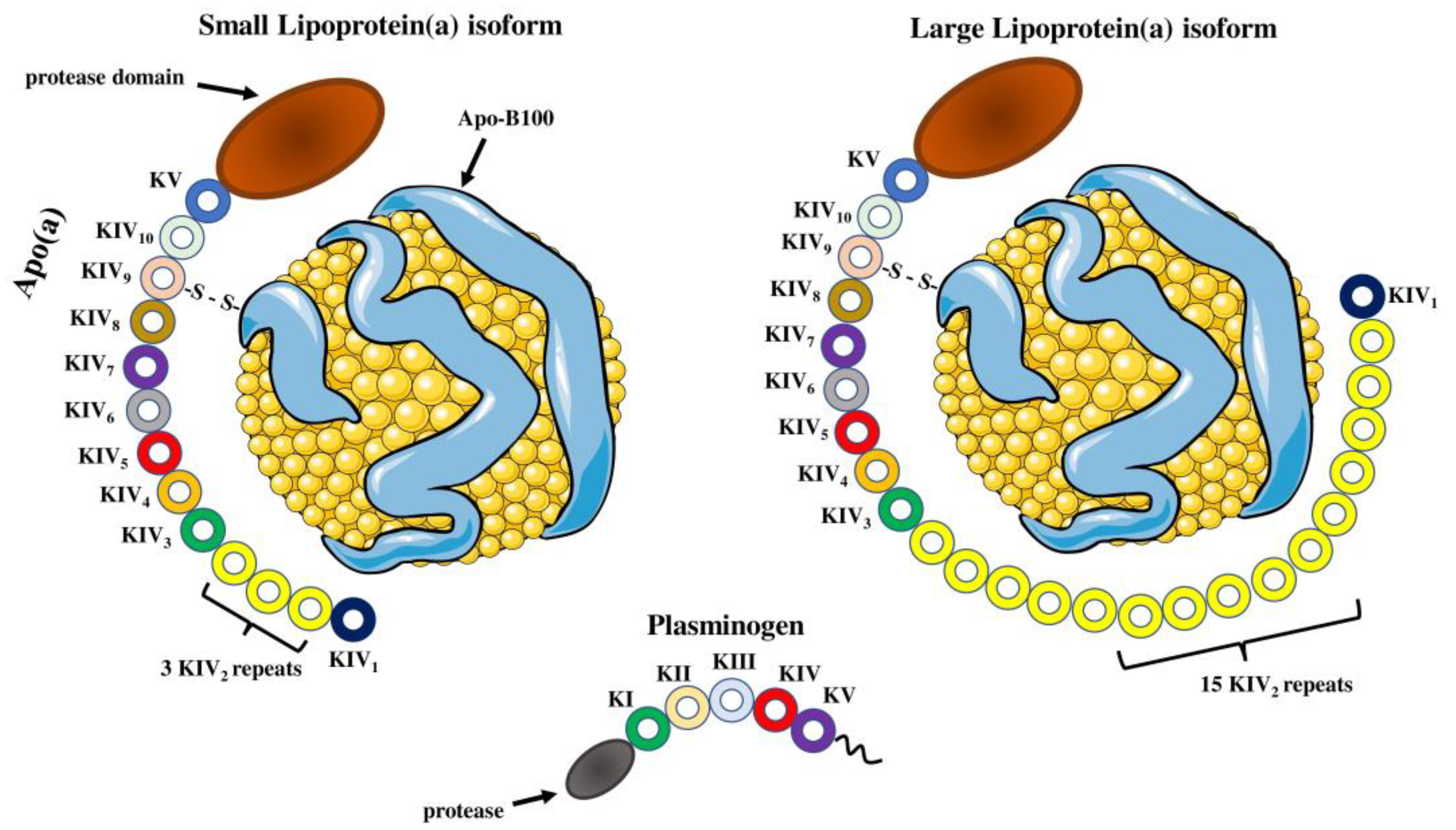 Molecules Free Full-Text Lipoprotein(a) in Atherosclerotic Diseases From Pathophysiology to Diagnosis and Treatment image