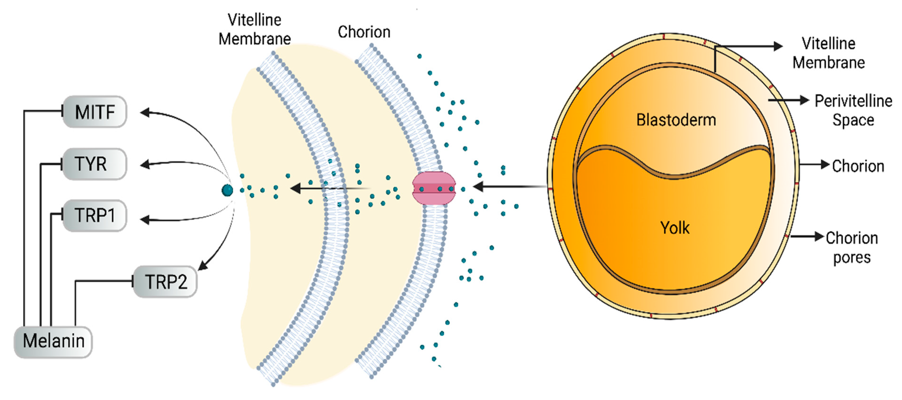 Anti-Melanogenic Potential of Natural and Synthetic Substances ...