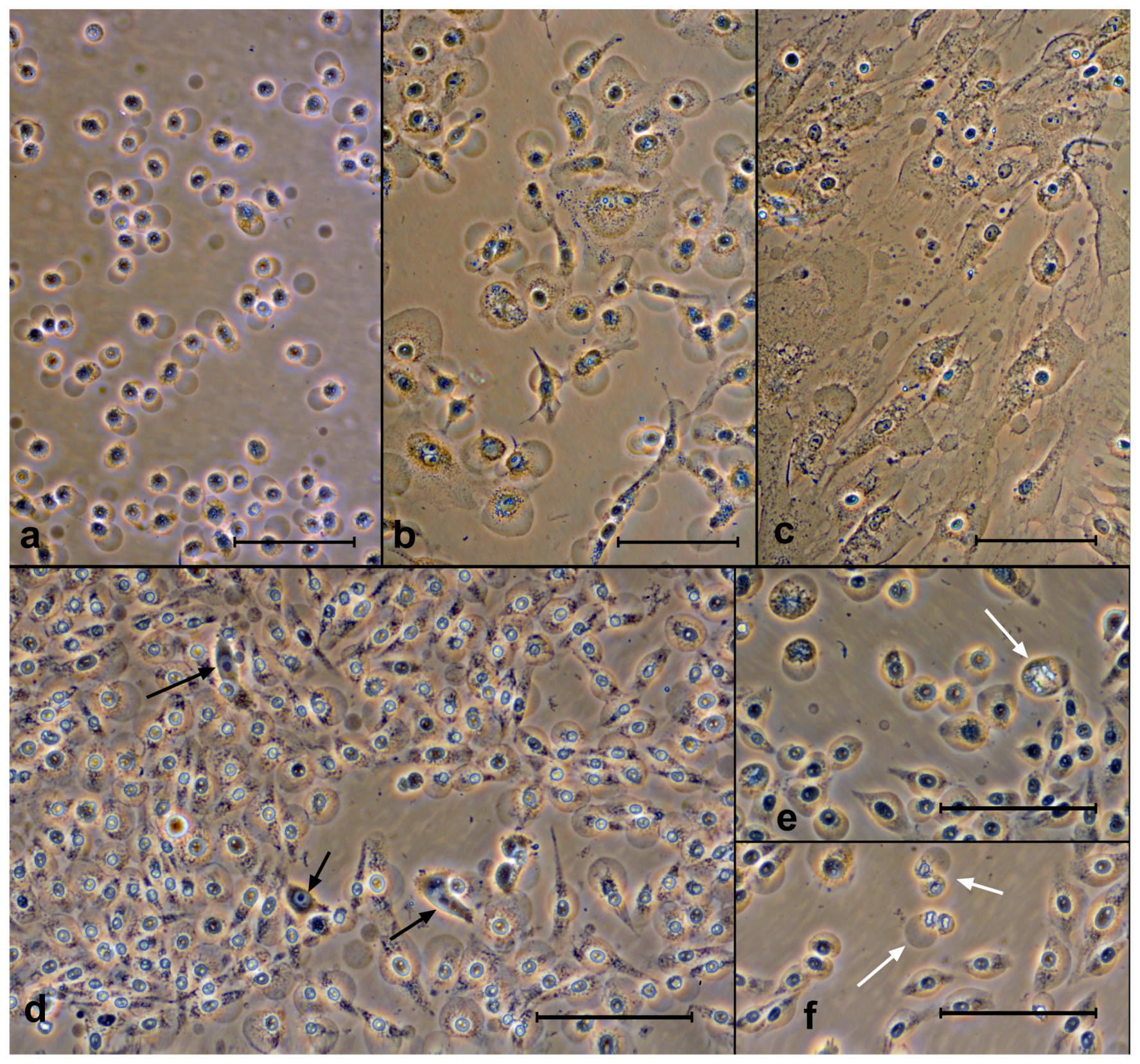Molecules 28 01090 g006 Molecules 28 01090 g006