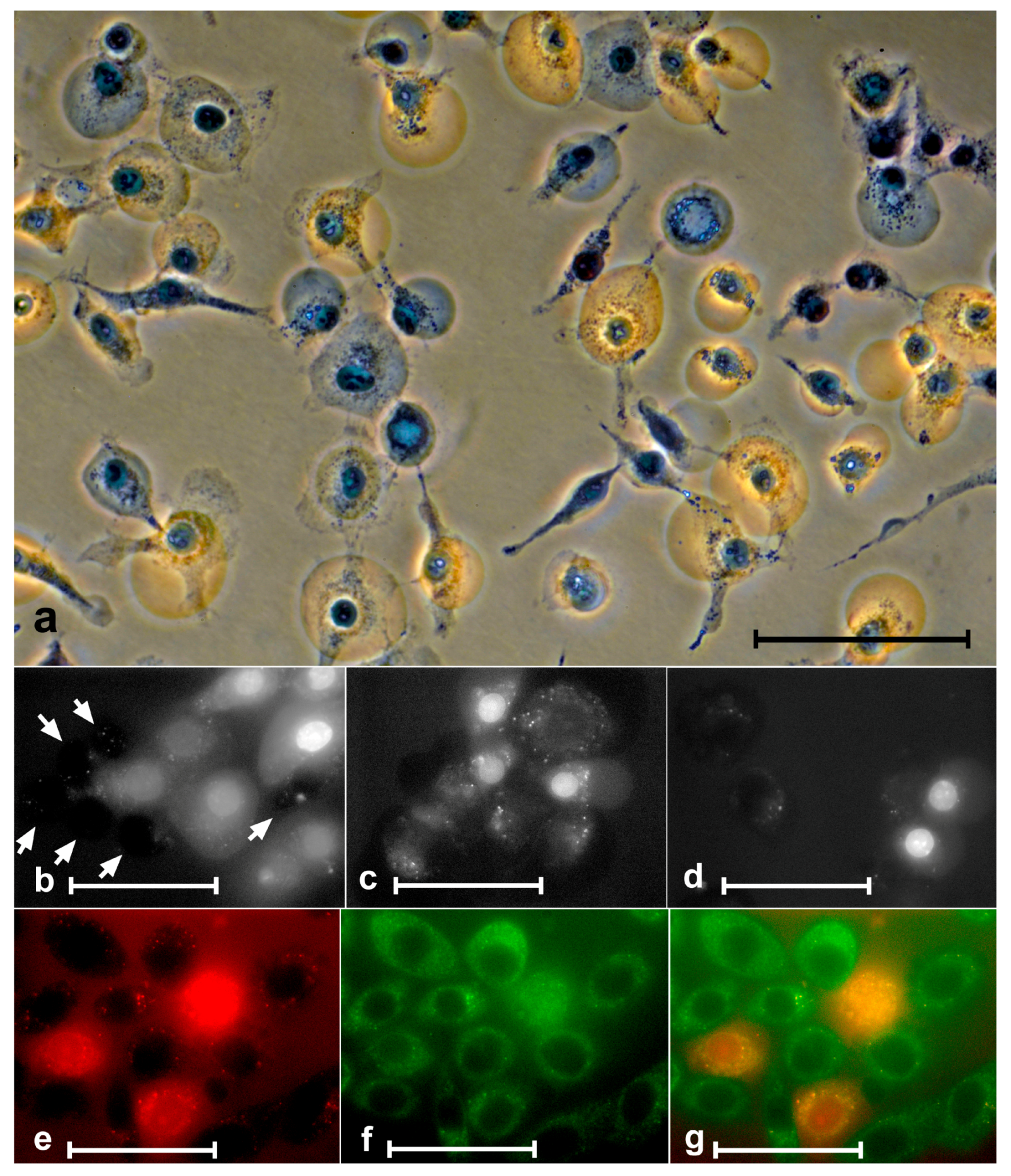 Molecules 28 01090 g007 Molecules 28 01090 g007