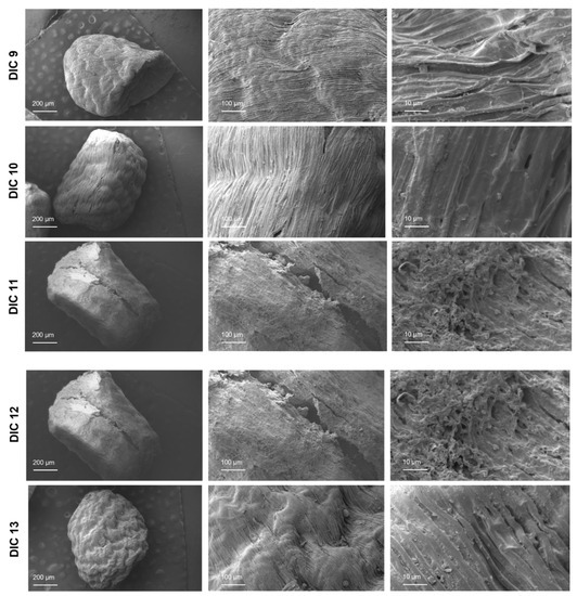 Antioxidant Activity and GC-MS Profile of Cardamom (Elettaria ...