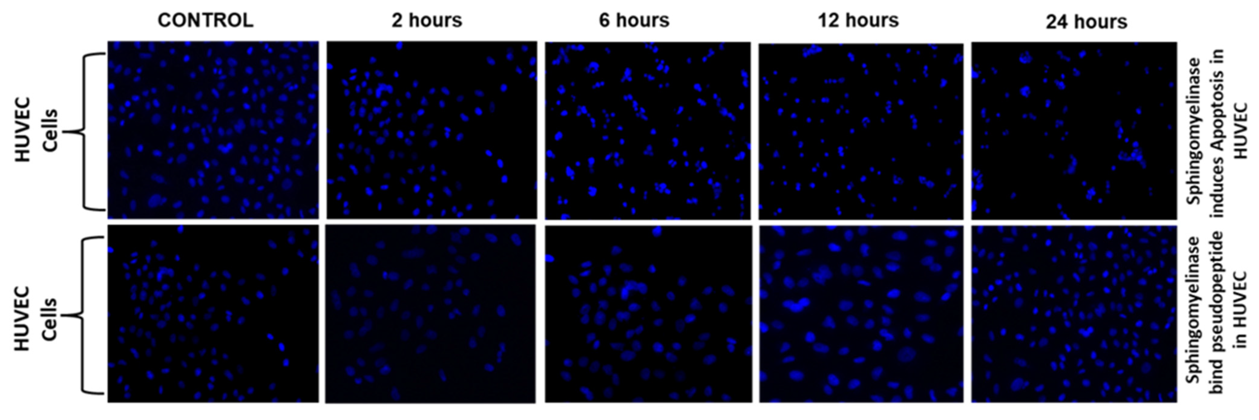 Molecules 28 01106 g004 Molecules 28 01106 g004