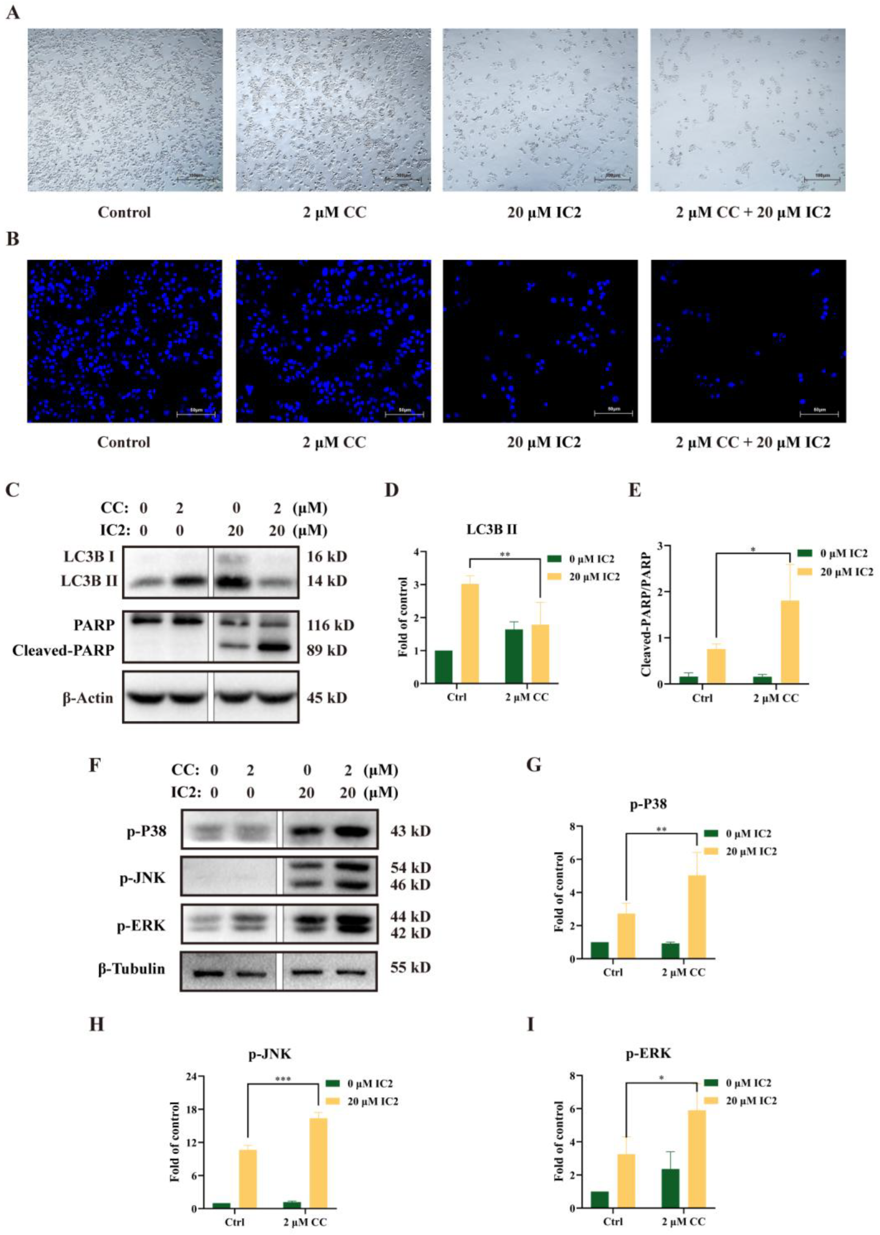 Molecules 28 01109 g004 Molecules 28 01109 g004