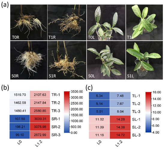 Proteomic Analysis Reveals the Association between the