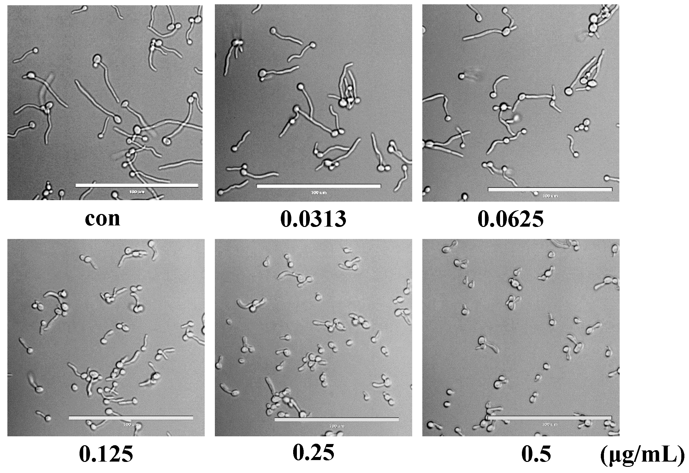 Molecules 28 01135 g004 Molecules 28 01135 g004