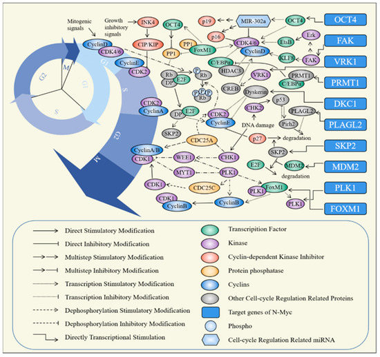 A Review of the Regulatory Mechanisms of N-Myc on Cell Cycle