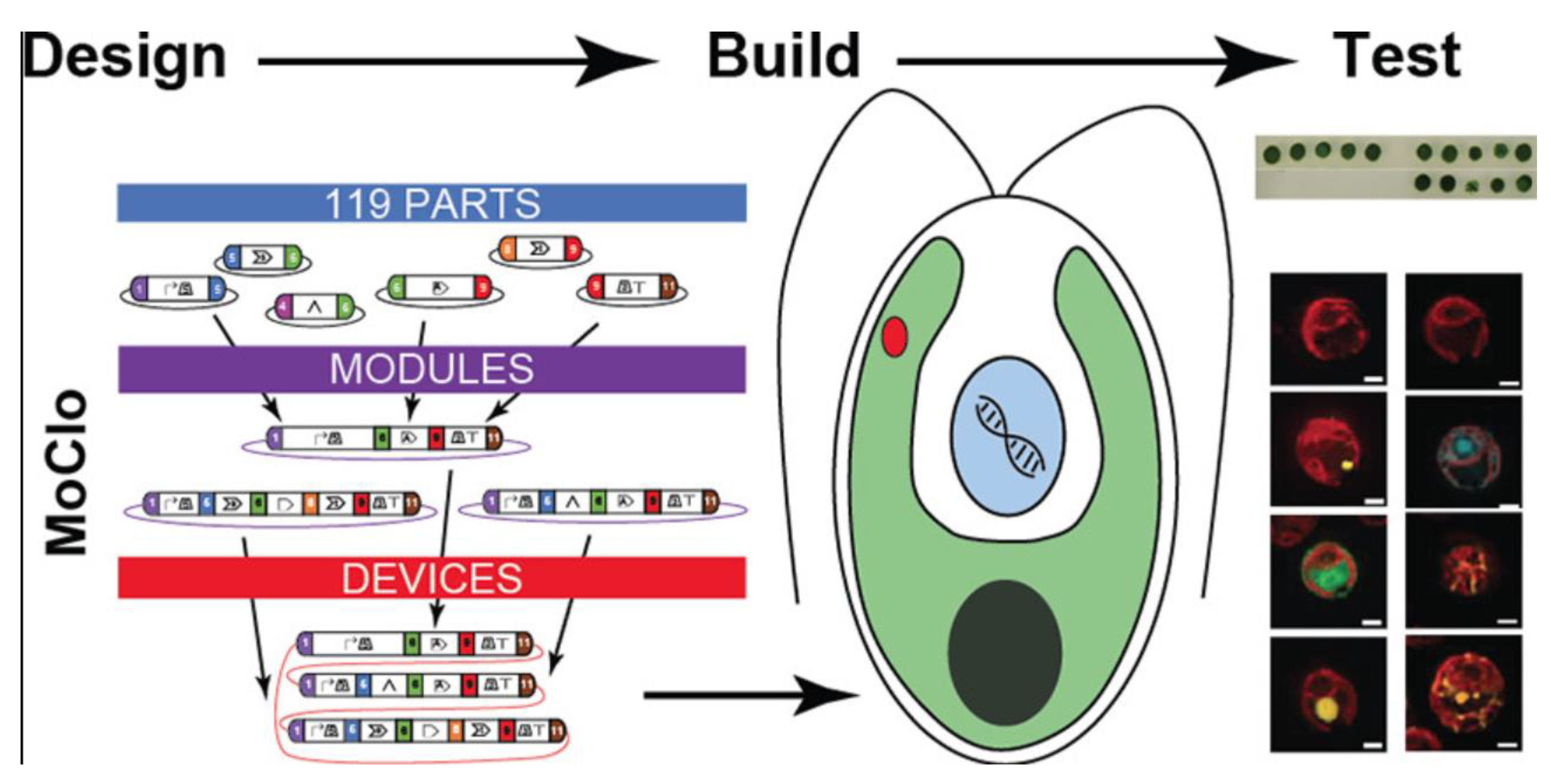 Molecules 28 01185 g003