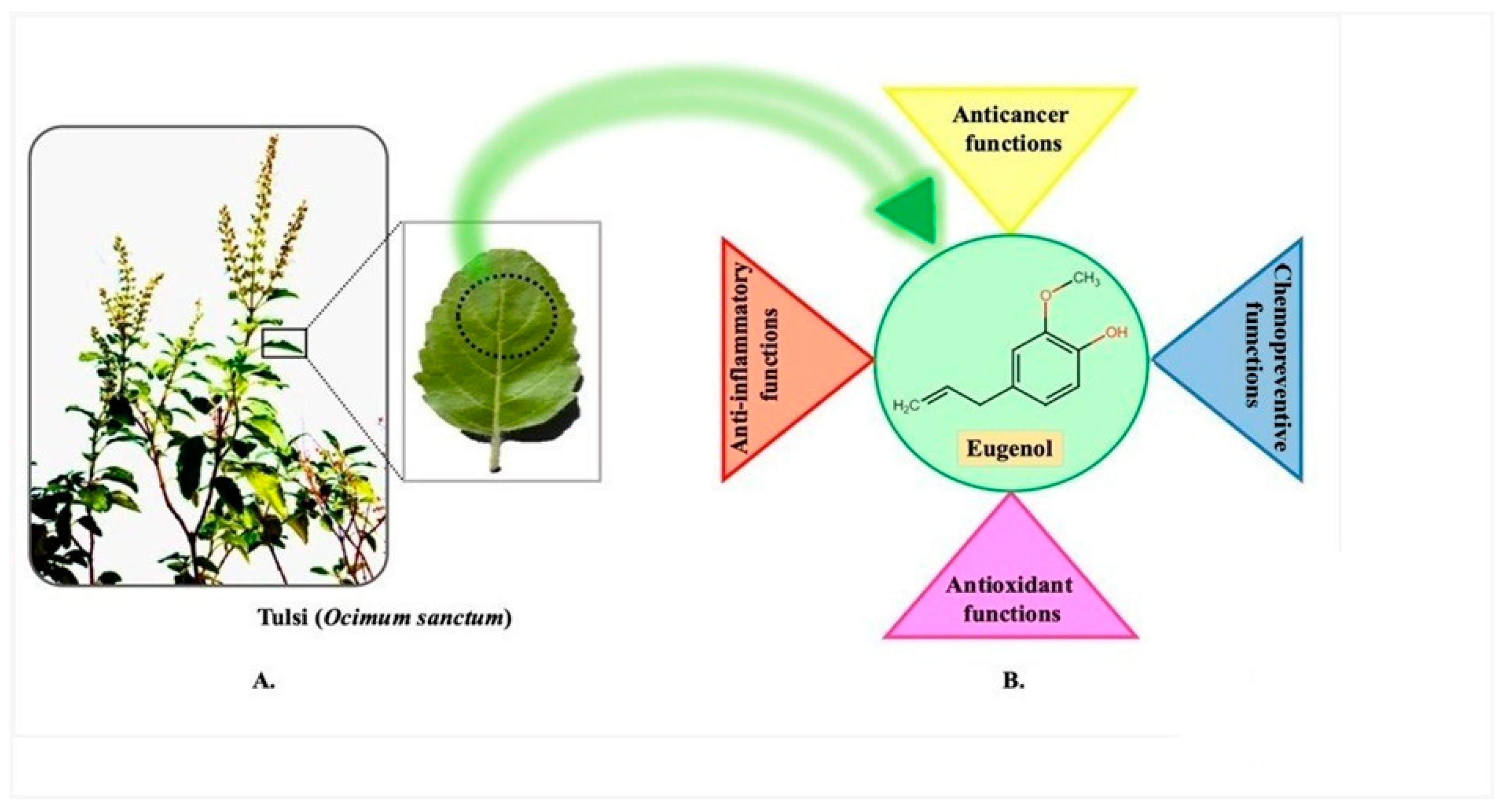Tulsi’s Healing Compounds: Phenols, Flavonoids, and Their Benefits