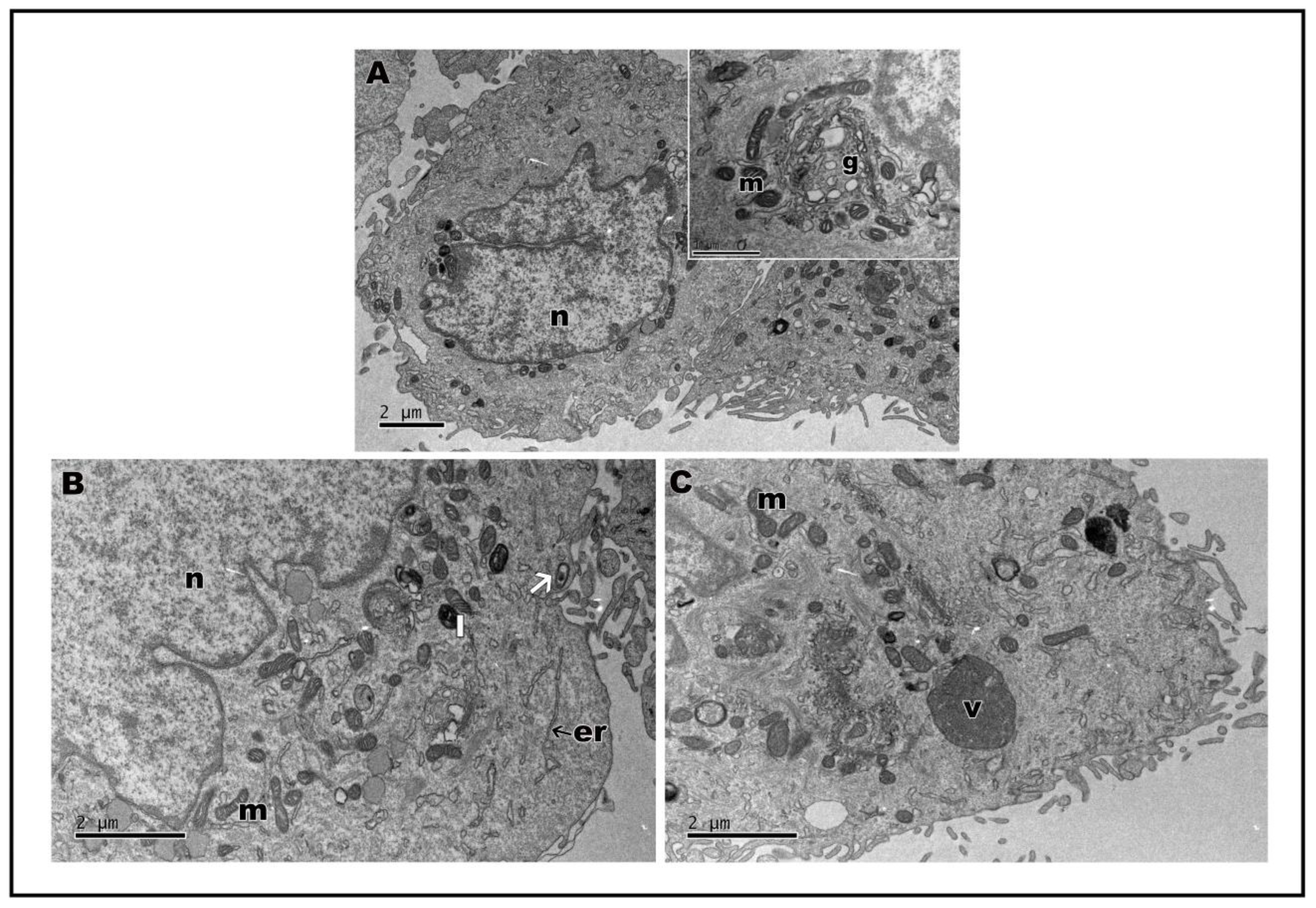 Molecules 28 01219 g005 Molecules 28 01219 g005