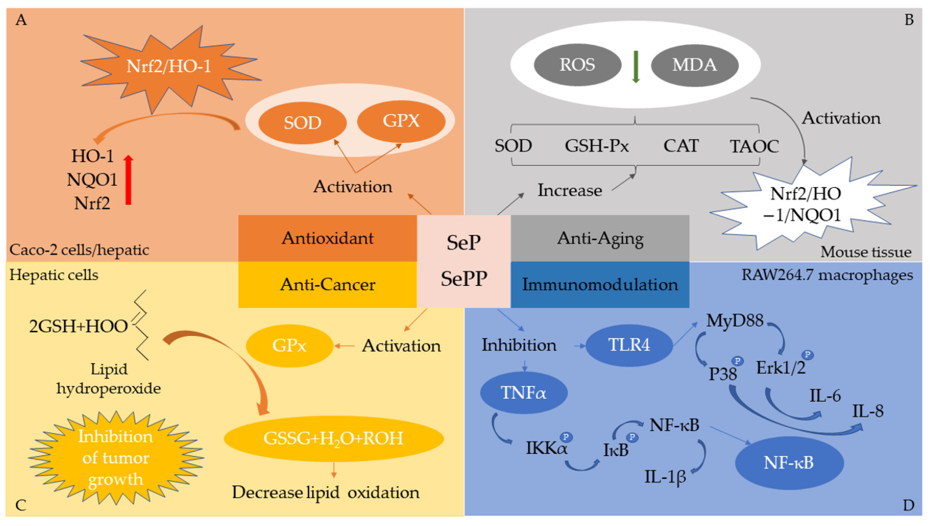 Molecules Free FullText A Review of Plant SeleniumEnriched