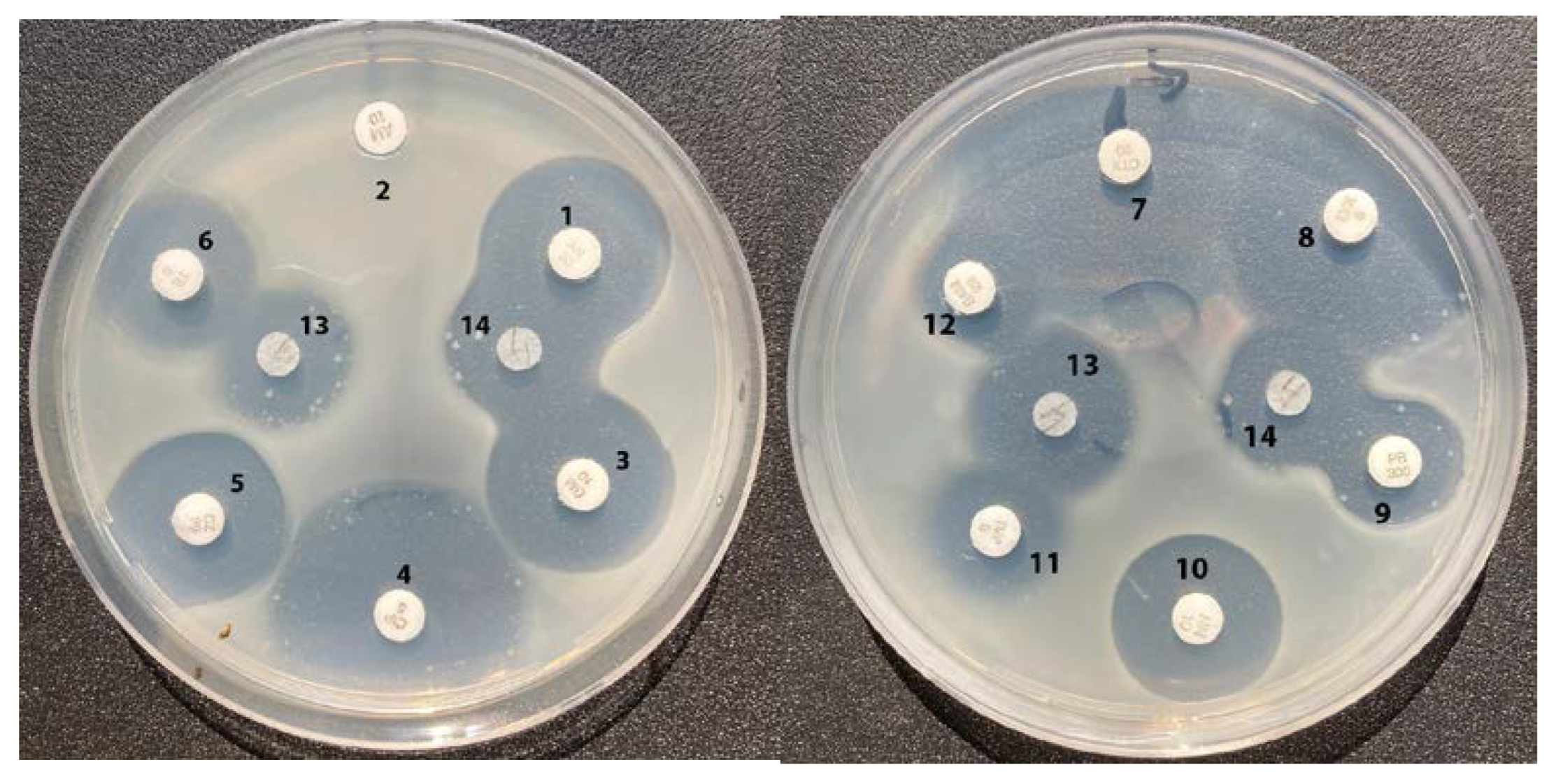 Molecules 28 01234 g004 Molecules 28 01234 g004
