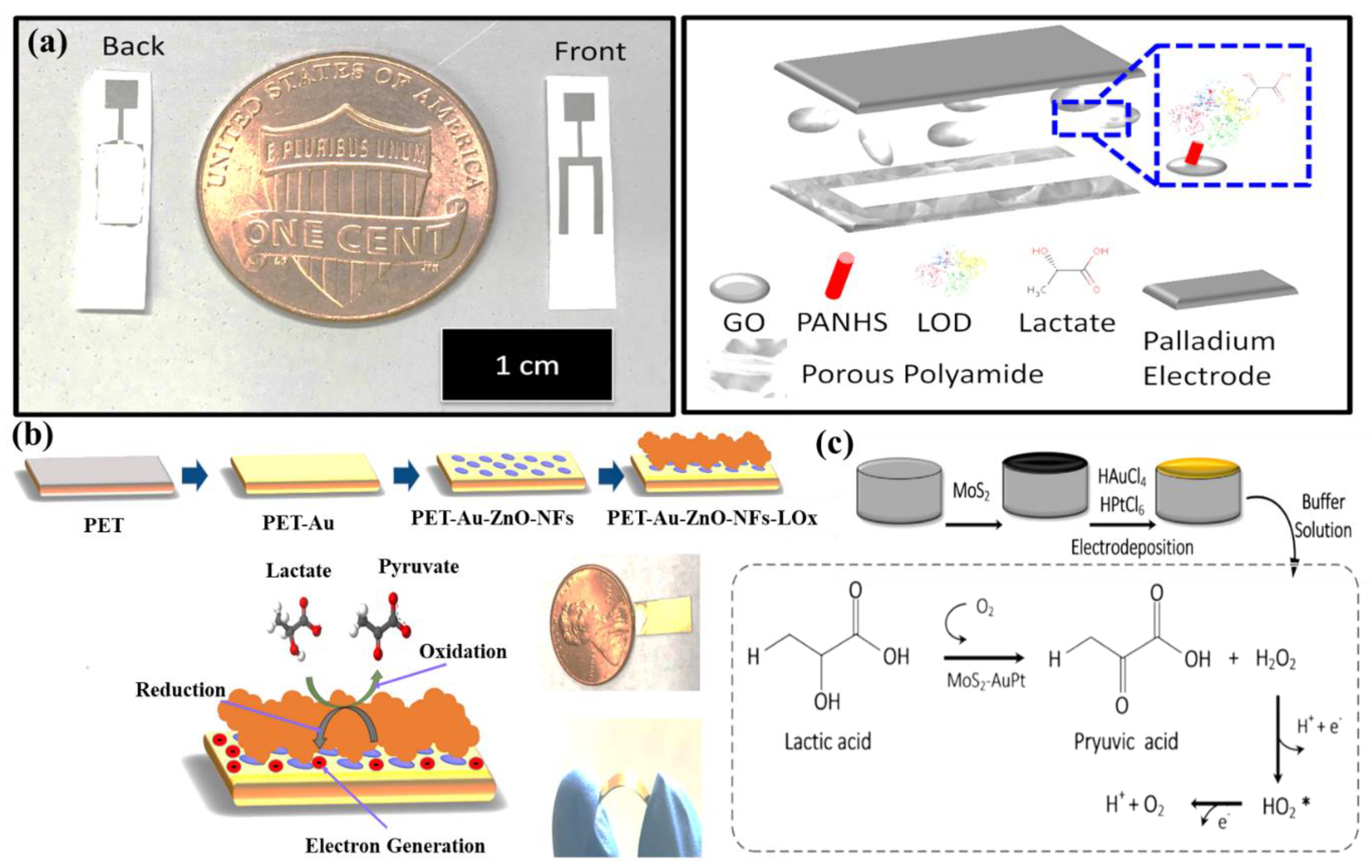 Molecules 28 01259 g012