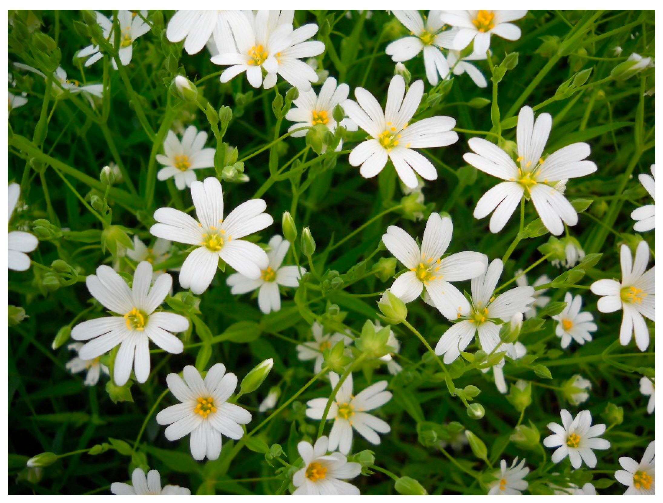 Molecules 28 01274 g001 Molecules 28 01274 g001