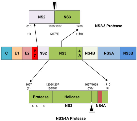 A Novel Approach to Develop New and Potent Inhibitors for the 