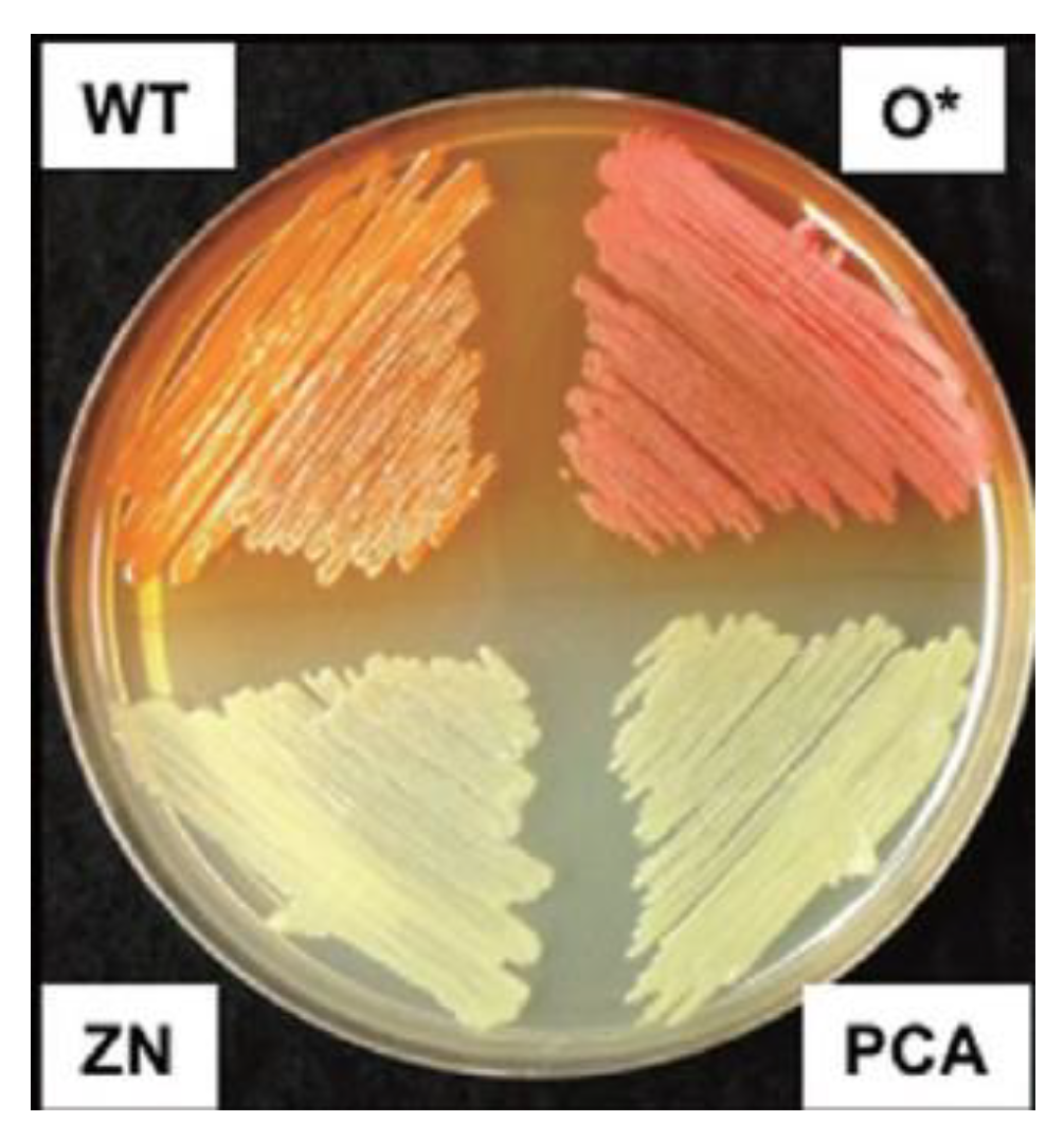 Molecules 28 01368 g001 Molecules 28 01368 g001