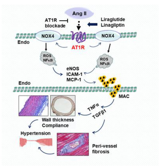 linagliptin glp 1 Cardiovascular Protection with a Long-Acting GLP-1 Receptor Agonist  Liraglutide: An Experimental Update