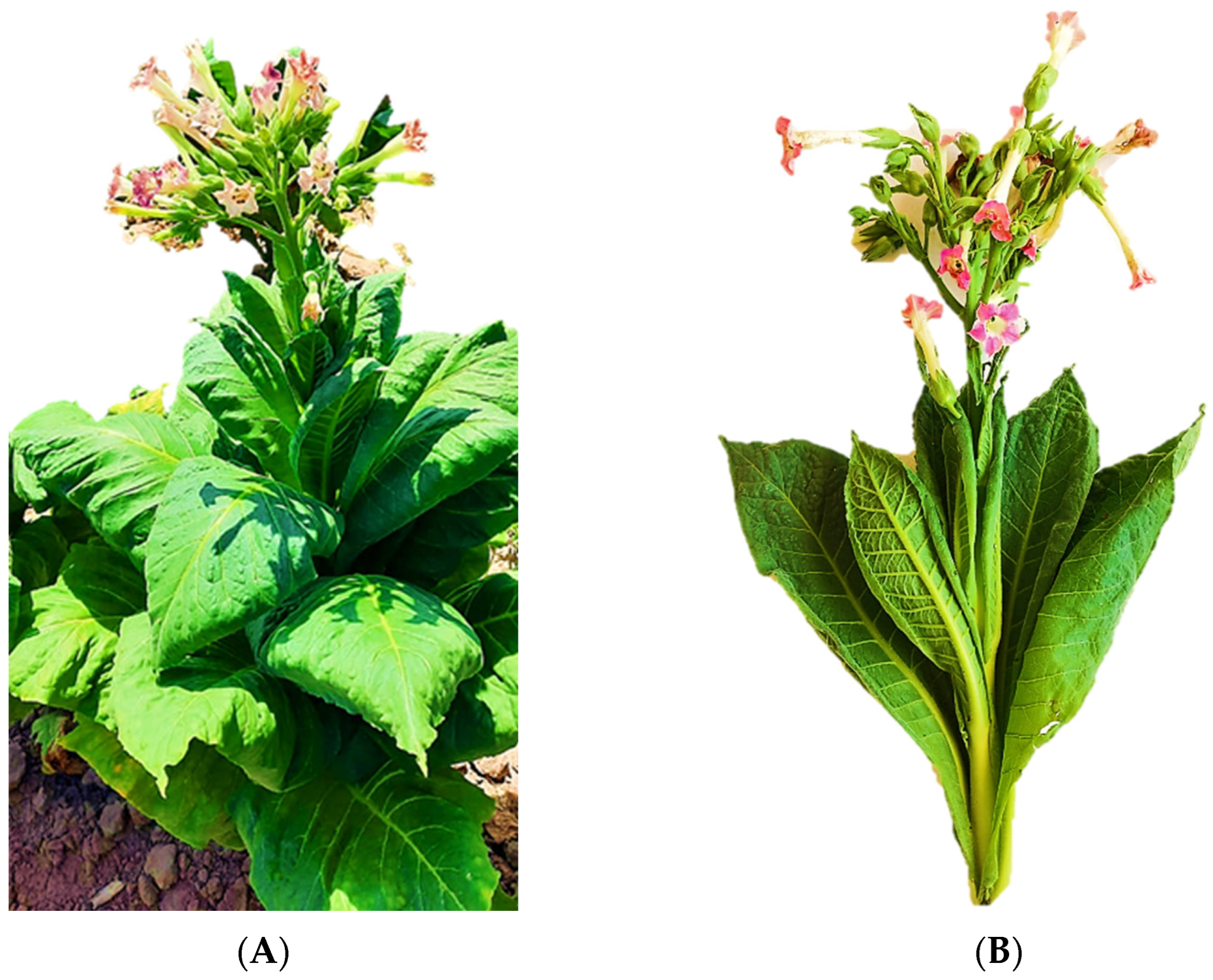 Molecules 28 01396 g001 Molecules 28 01396 g001