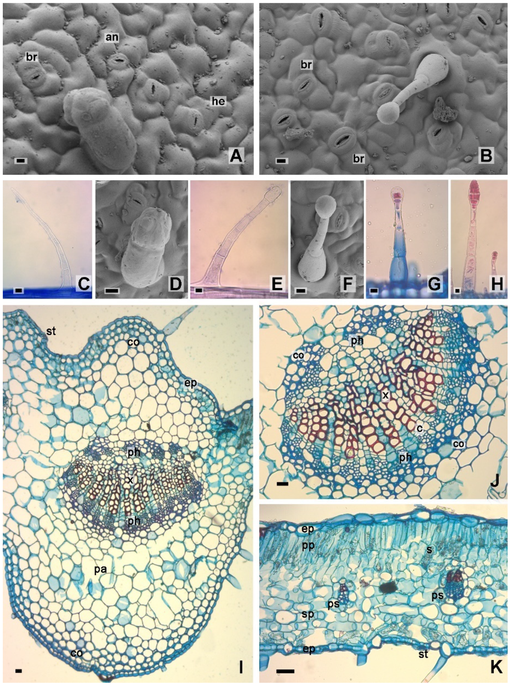 Molecules 28 01396 g003 Molecules 28 01396 g003