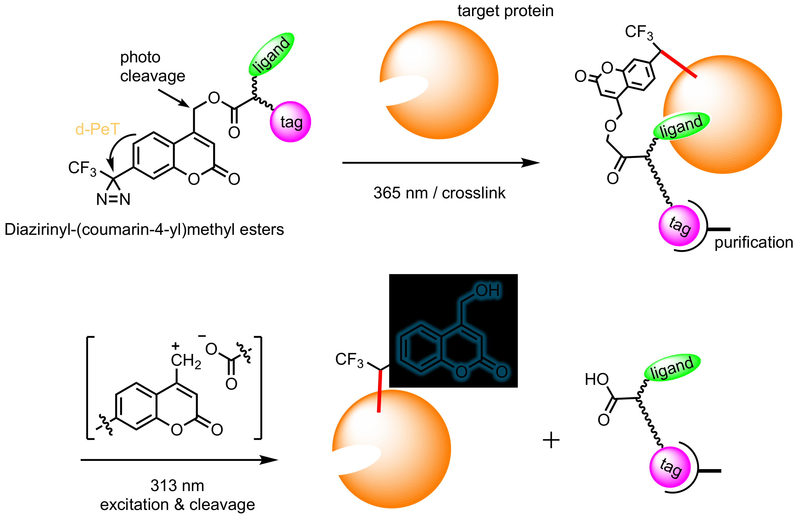 Molecules 28 01408 g002 Molecules 28 01408 g002