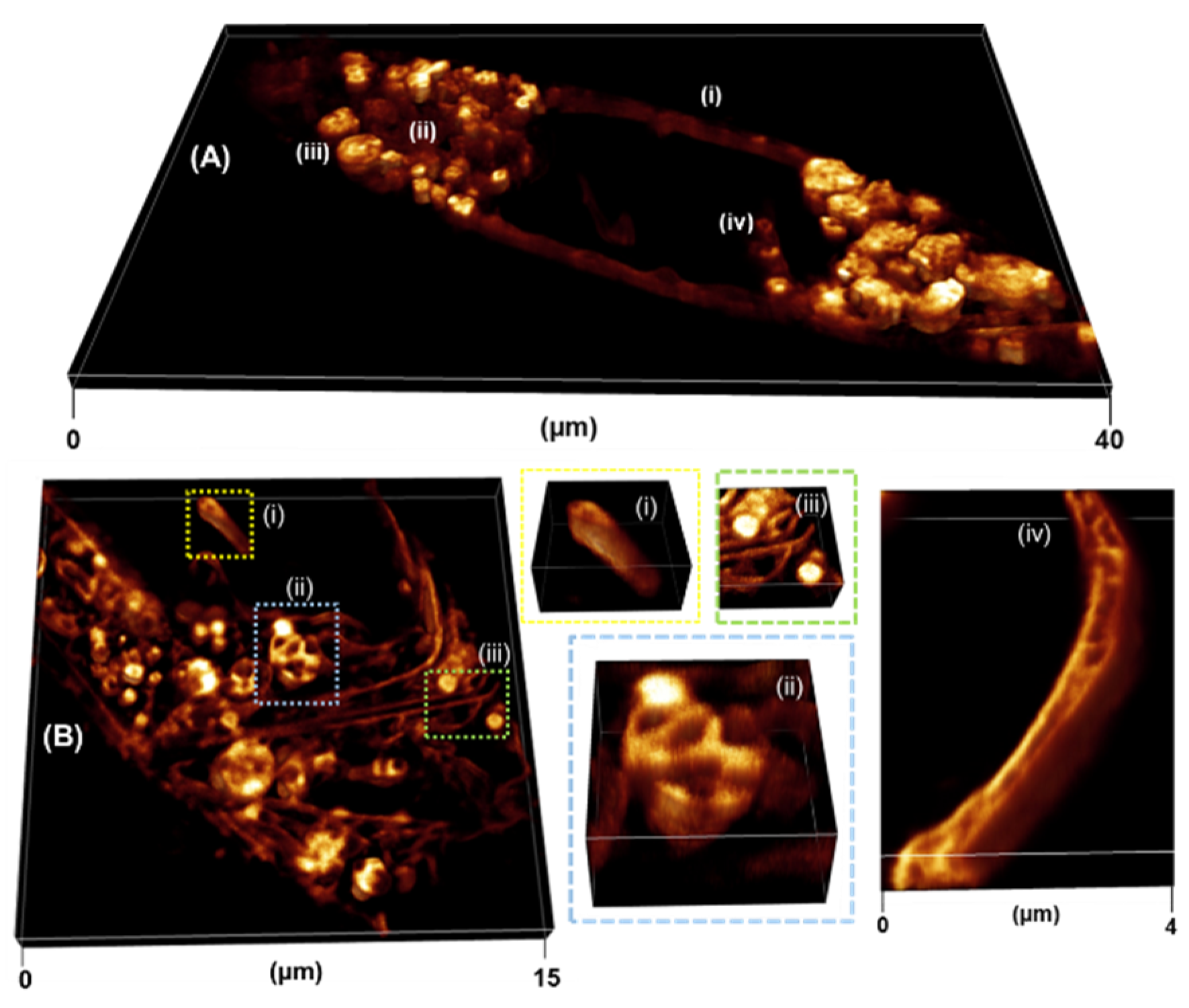 Molecules 28 01415 g010 Molecules 28 01415 g010