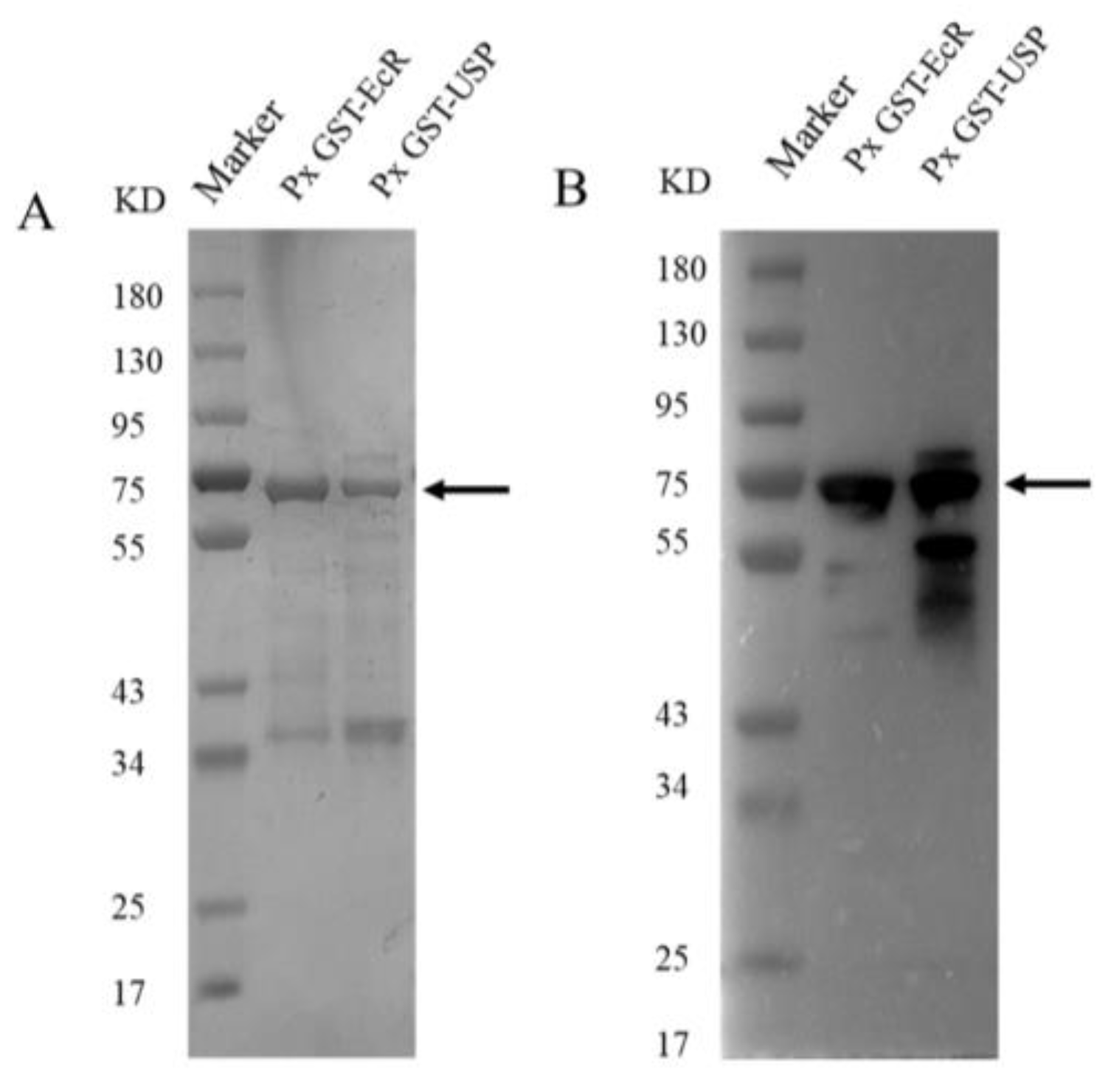 Molecules 28 01426 g001 Molecules 28 01426 g001