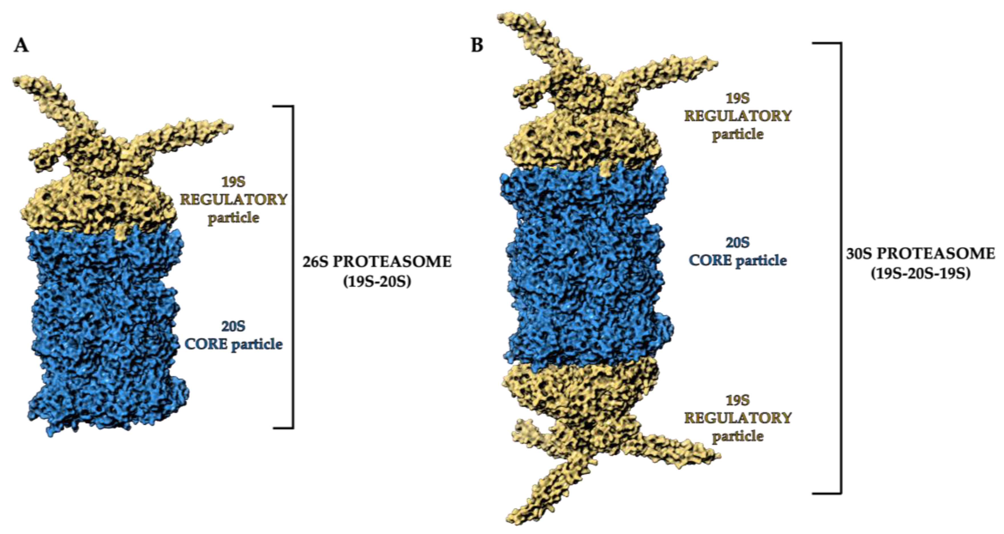 An abundance of free regulatory (19S) proteasome particles