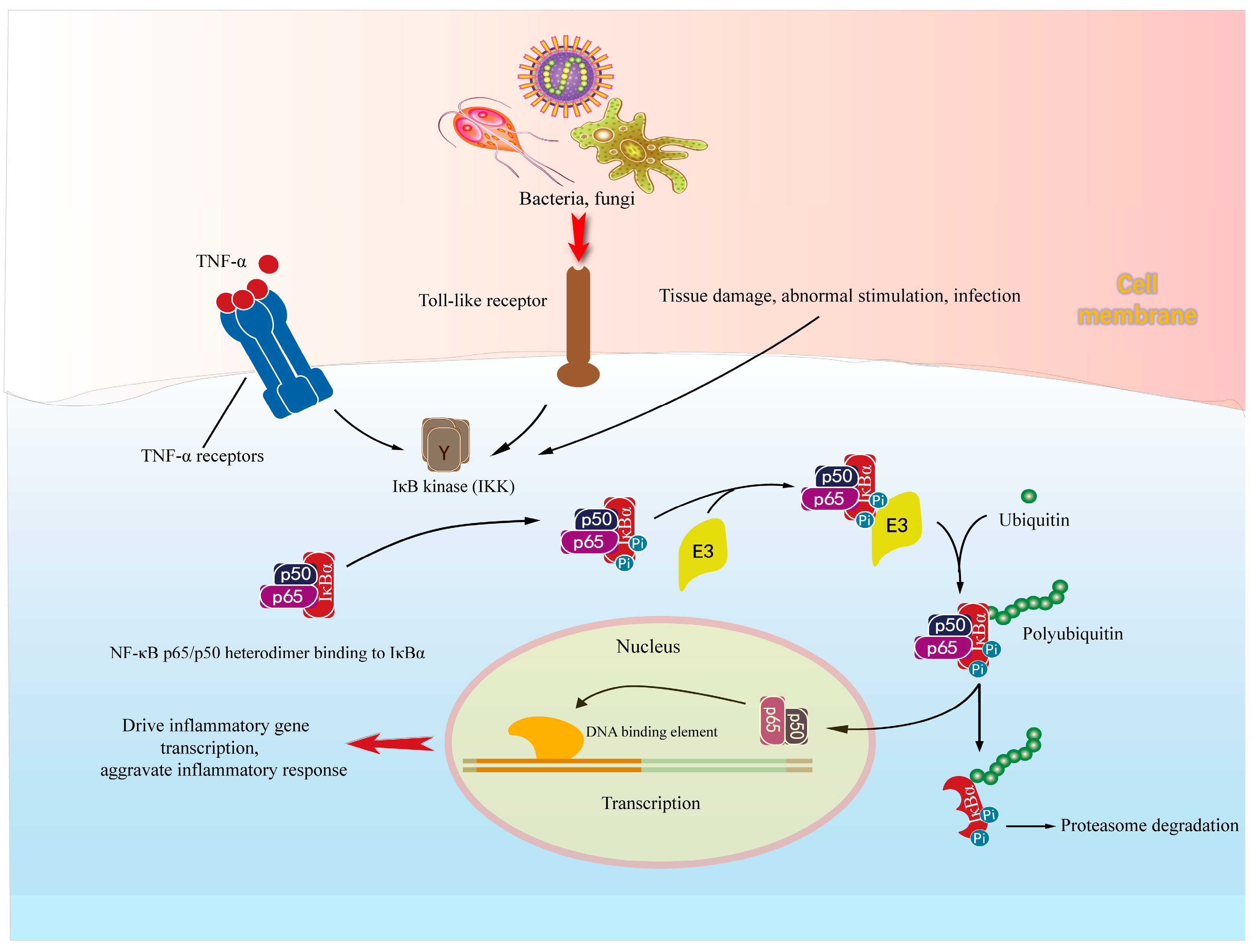 Molecules 28 01486 g003