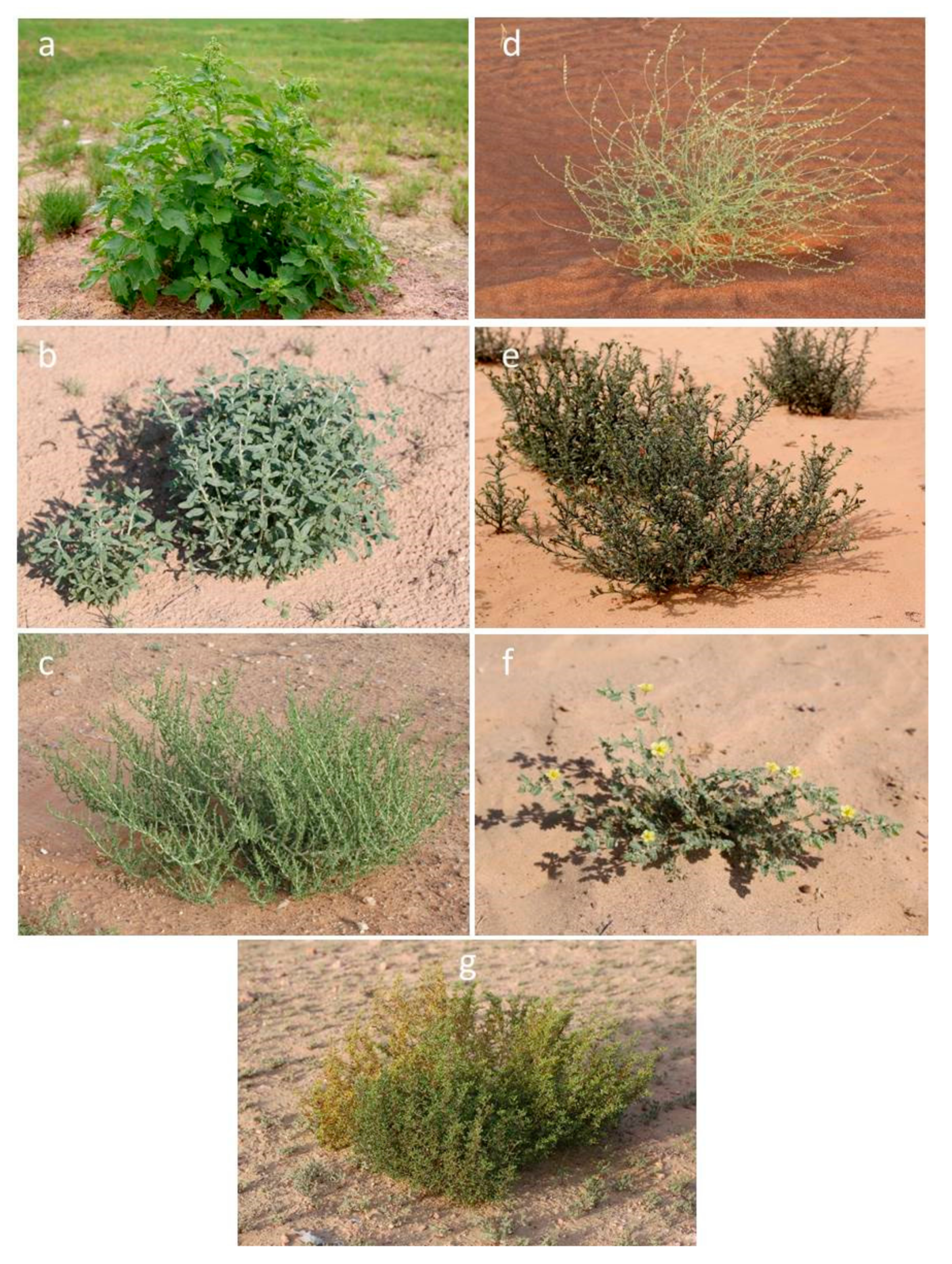 Molecules 28 01504 g001 Molecules 28 01504 g001